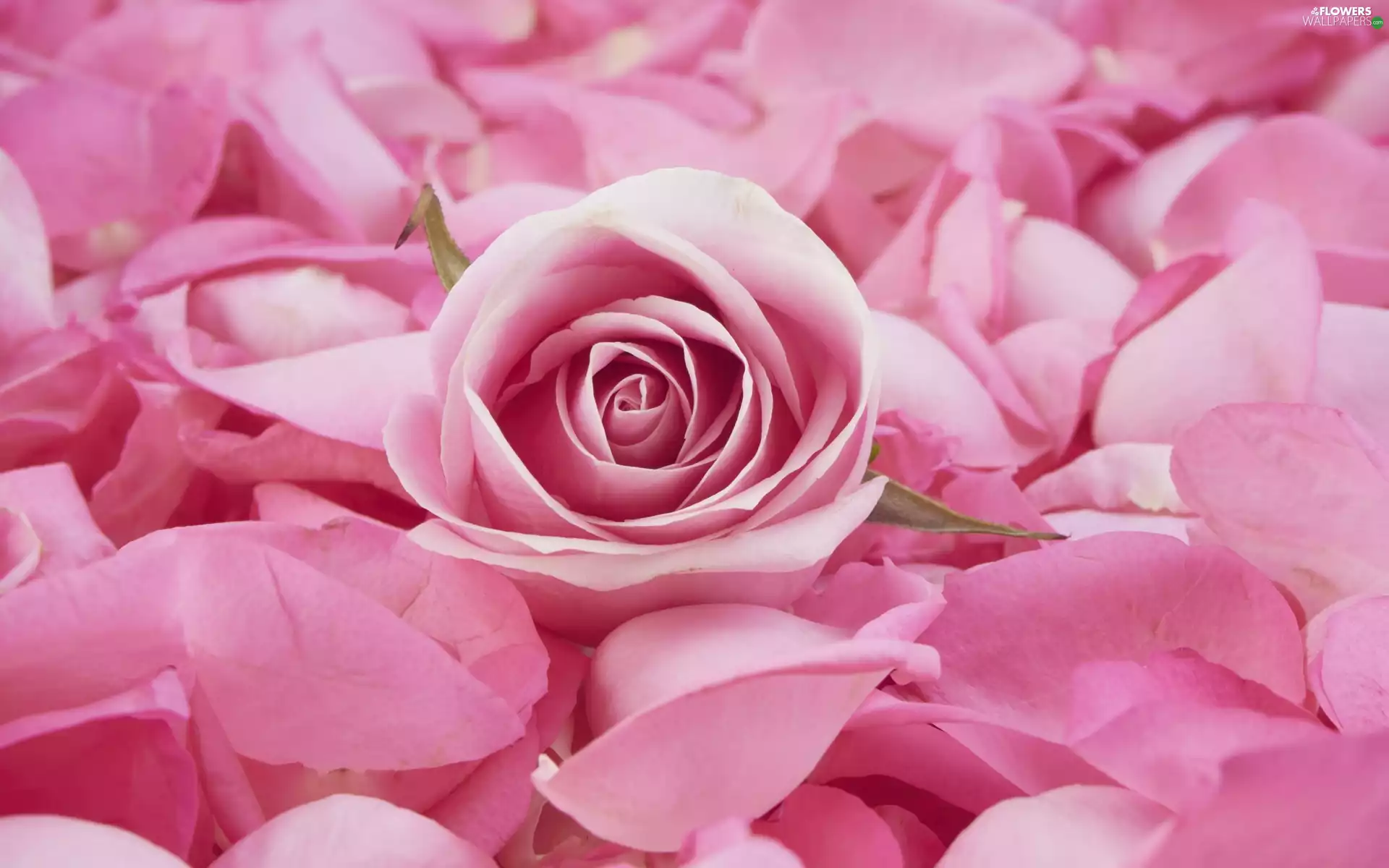 Pink, Colourfull Flowers, flakes, rose