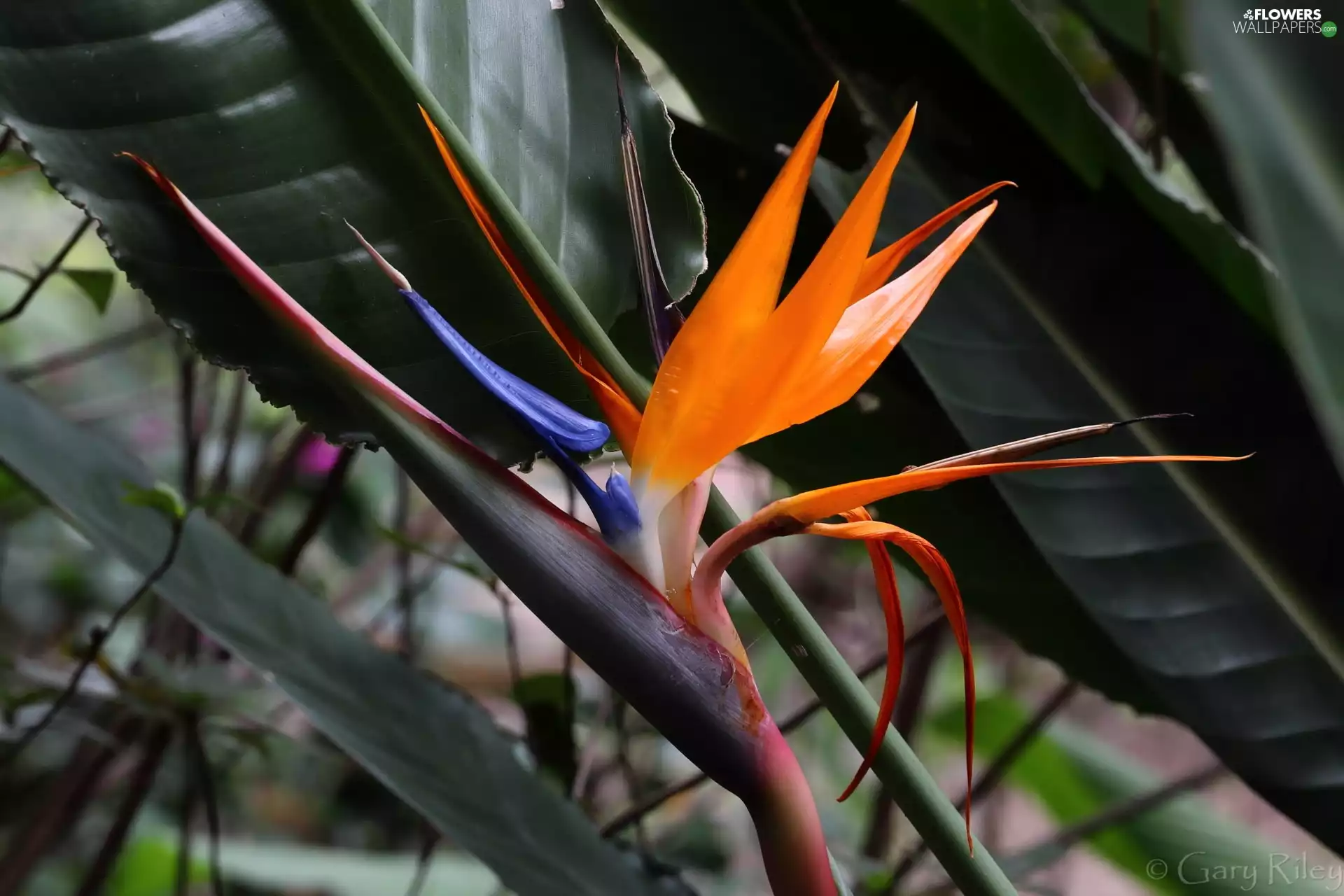 Leaf, Colourfull Flowers, Strelitzia Royal