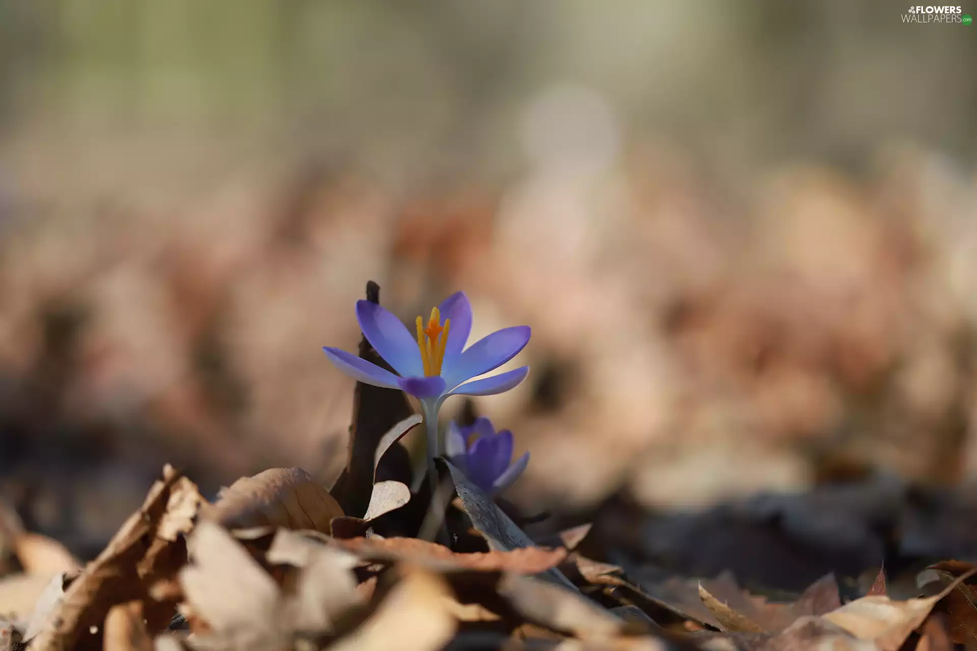 crocus, Colourfull Flowers, Violet, small