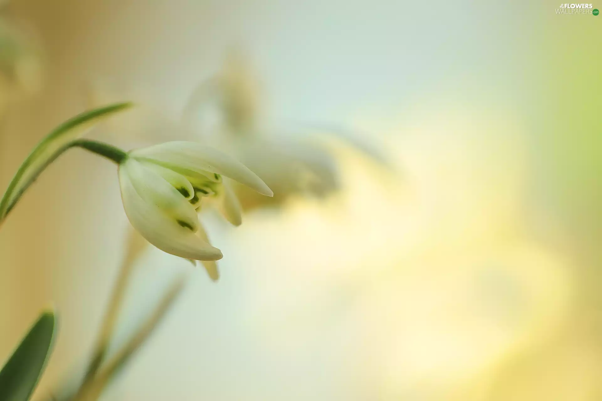 White, Colourfull Flowers, rapprochement, Snowdrop