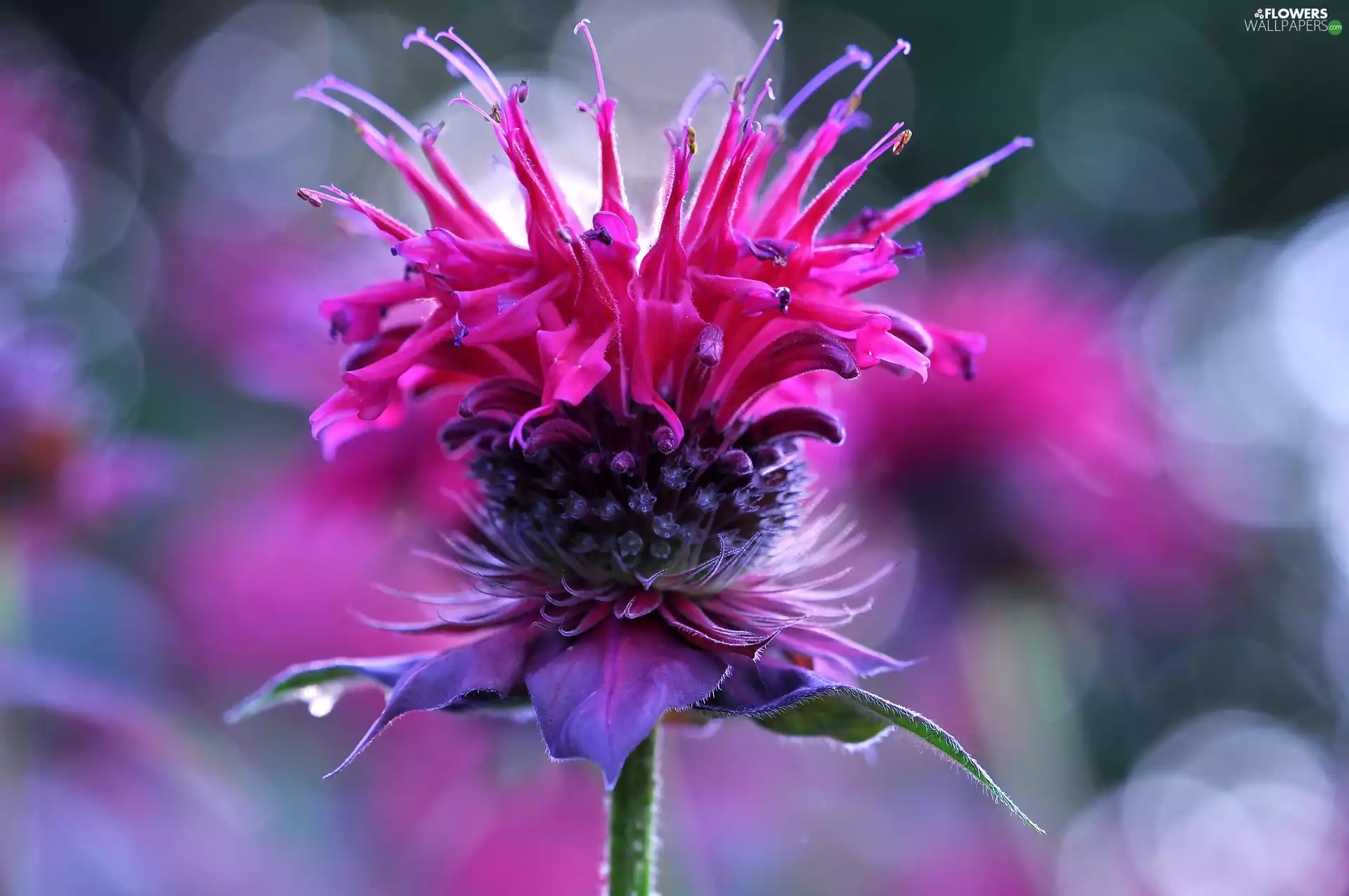 plant, Colourfull Flowers, Close, teasel