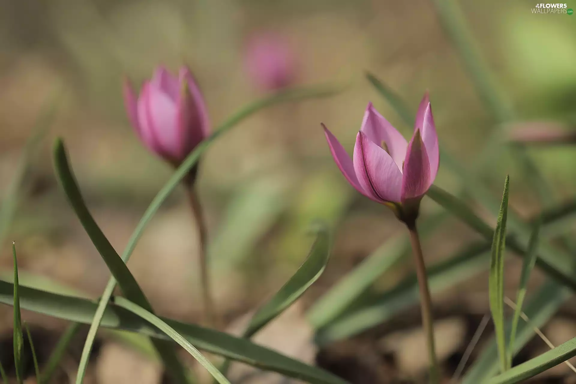 Pink, Colourfull Flowers, blades, tulip