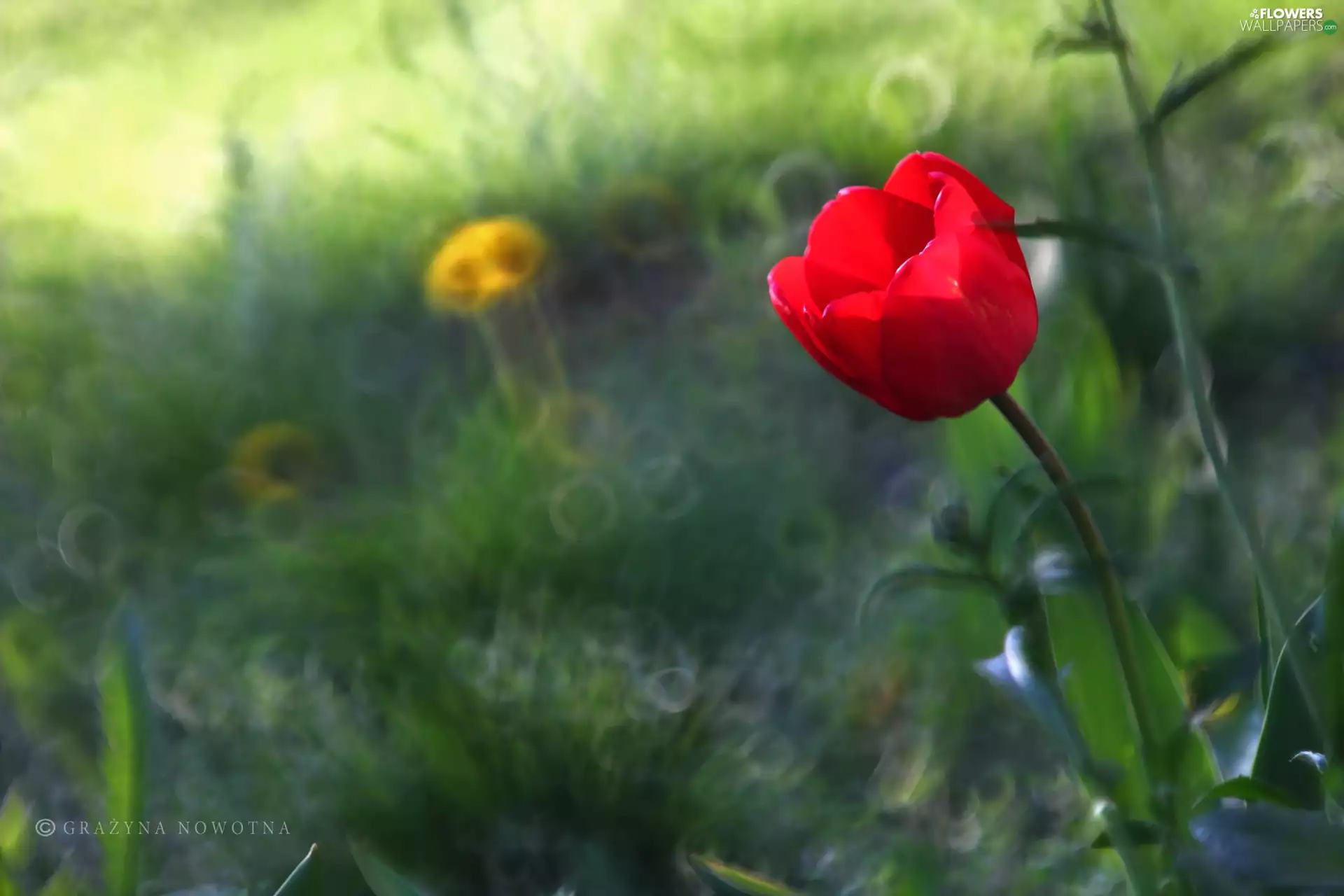 Red, Colourfull Flowers, Bokeh, tulip