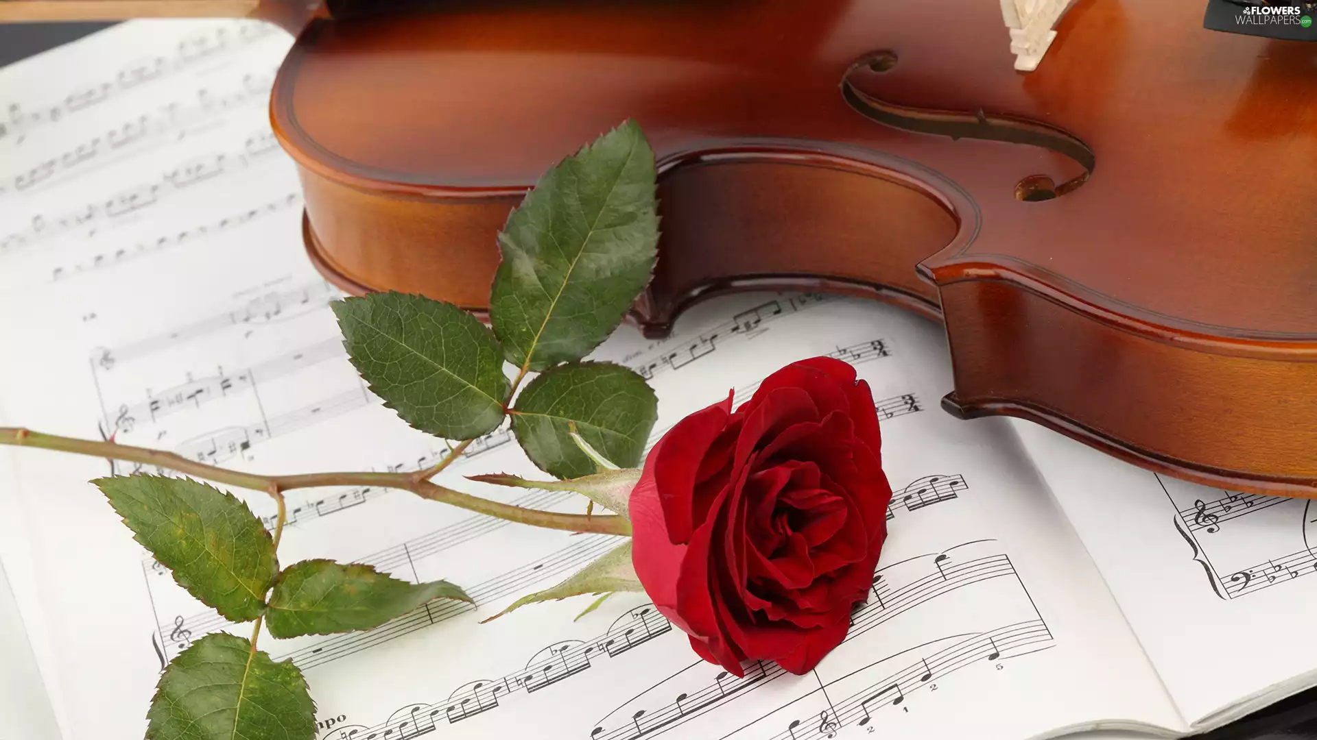 violin, Colourfull Flowers, rose, Tunes