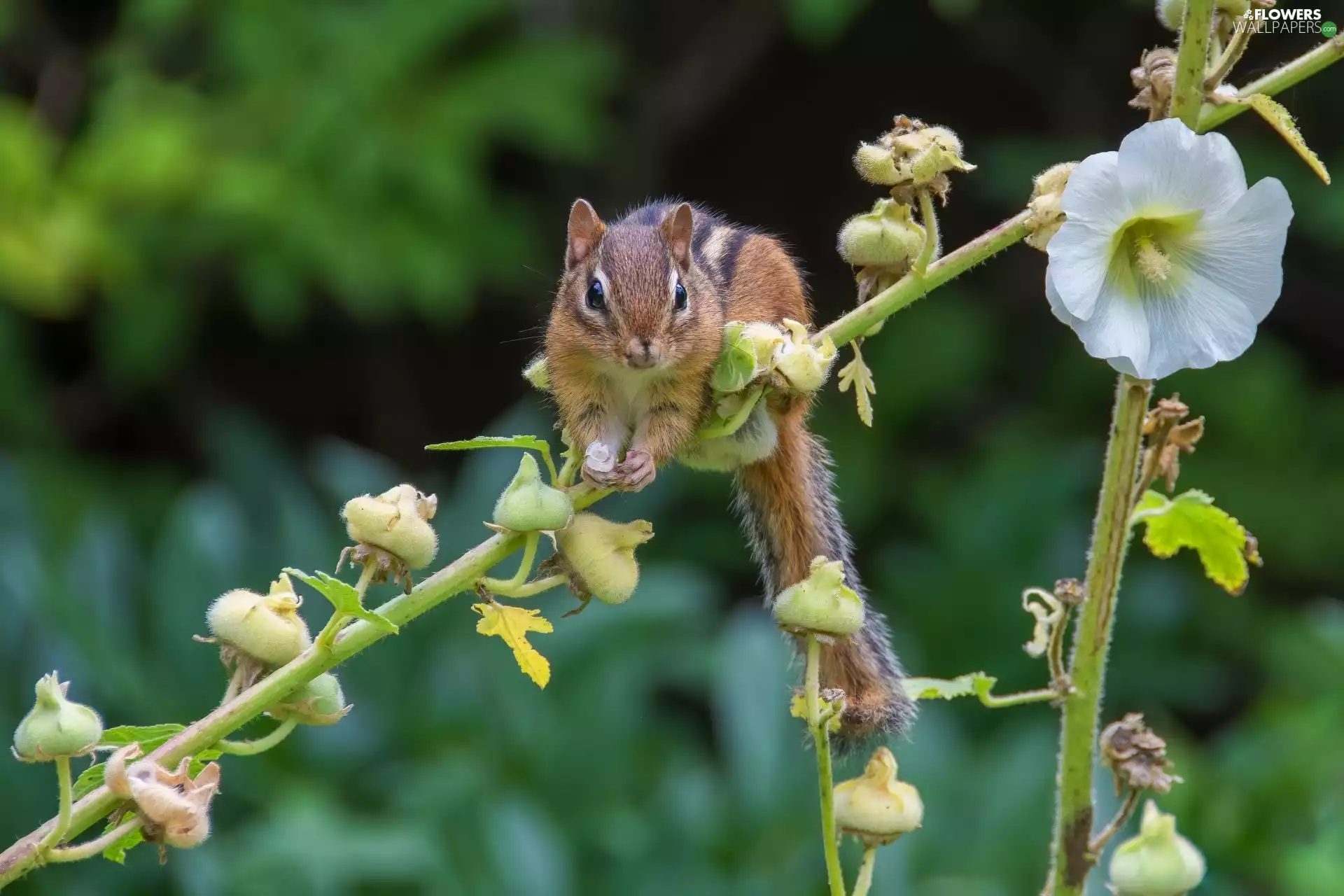 Chipmunk, Colourfull Flowers, mallow, twig