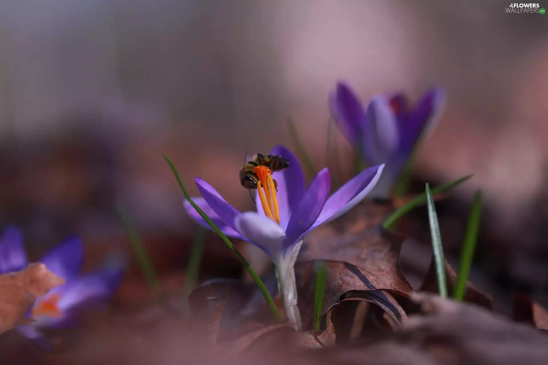 crocus, Colourfull Flowers, bee, Violet