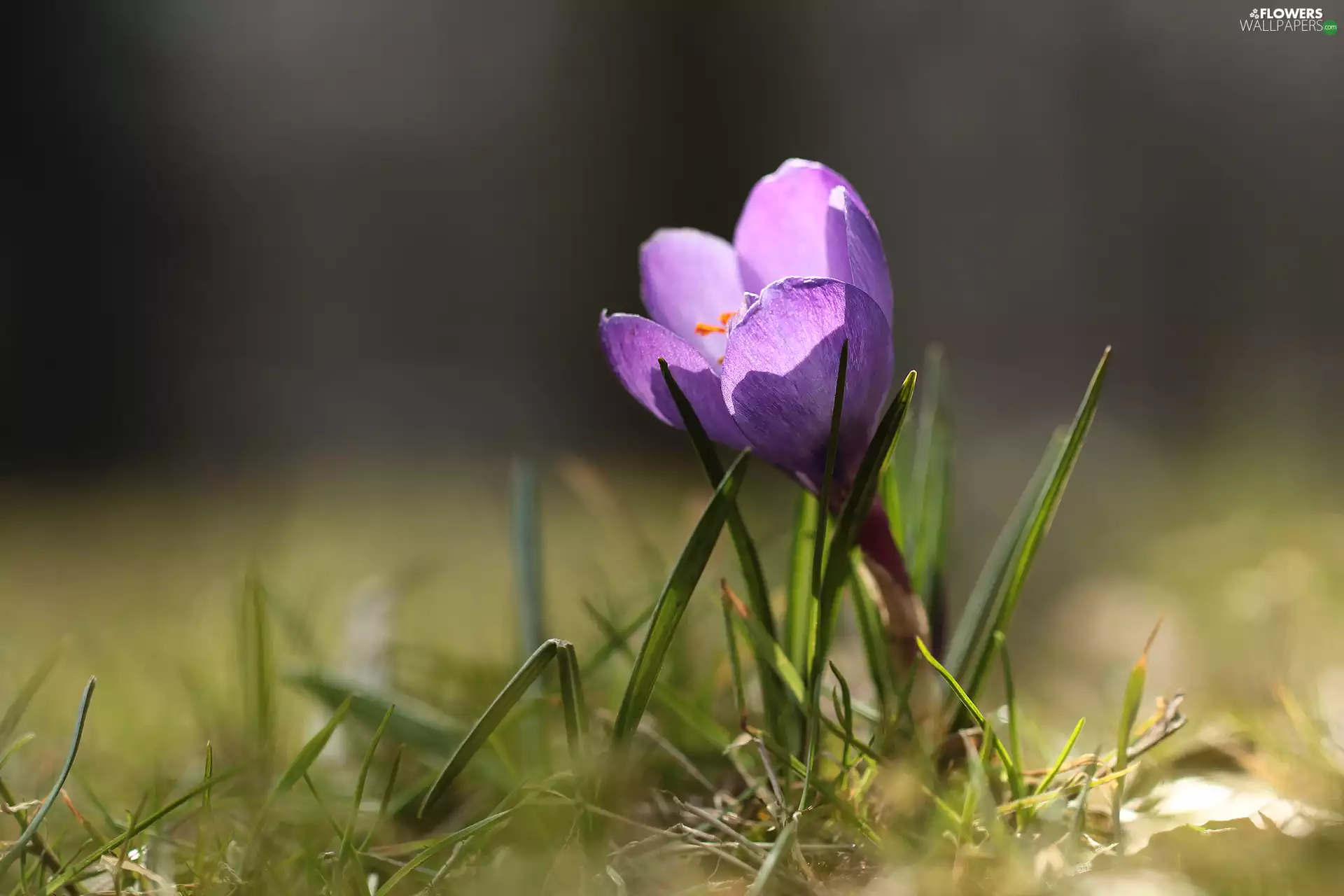 crocus, Colourfull Flowers, grass, Violet