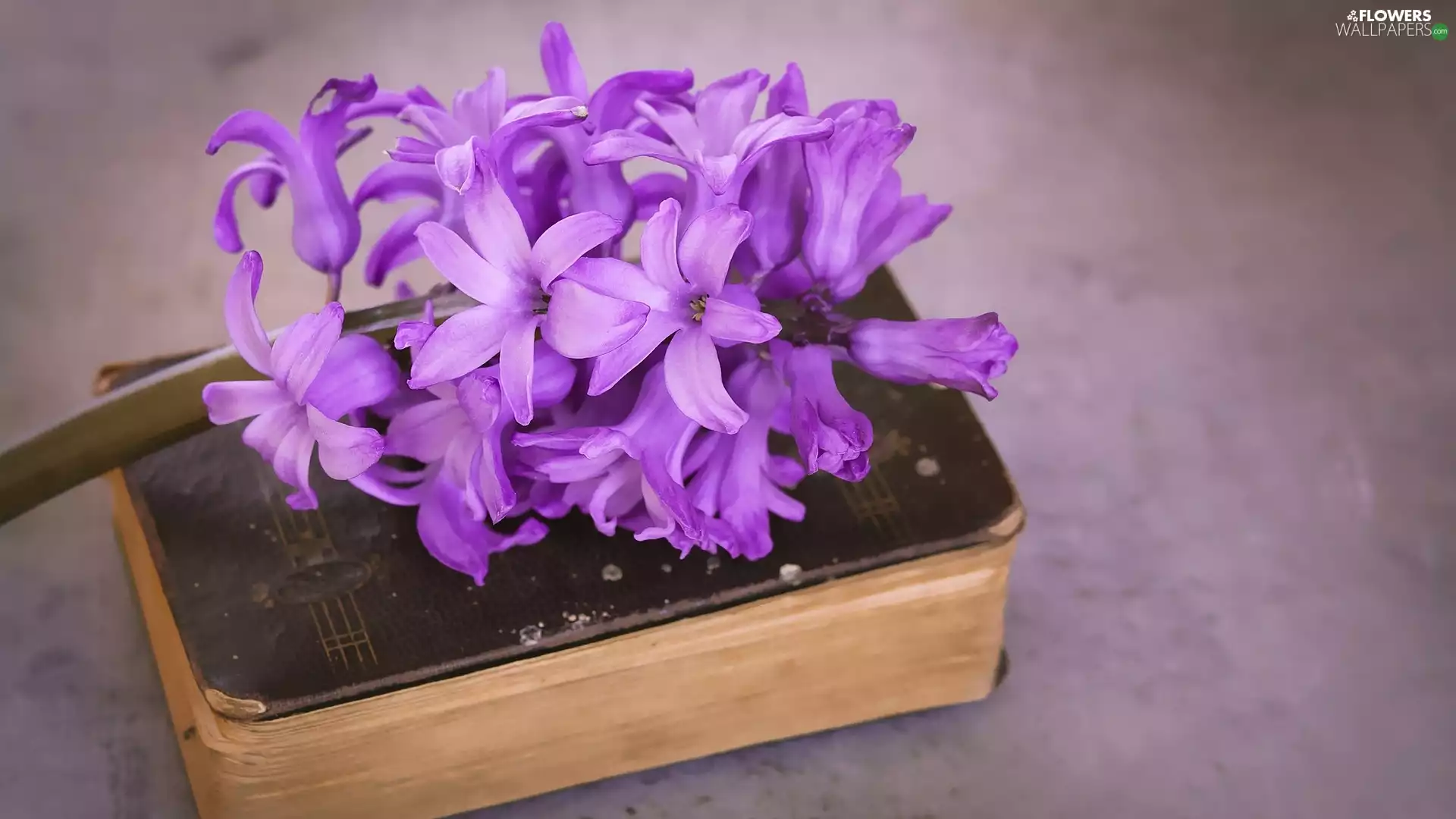 Book, Colourfull Flowers, hyacinth, Violet