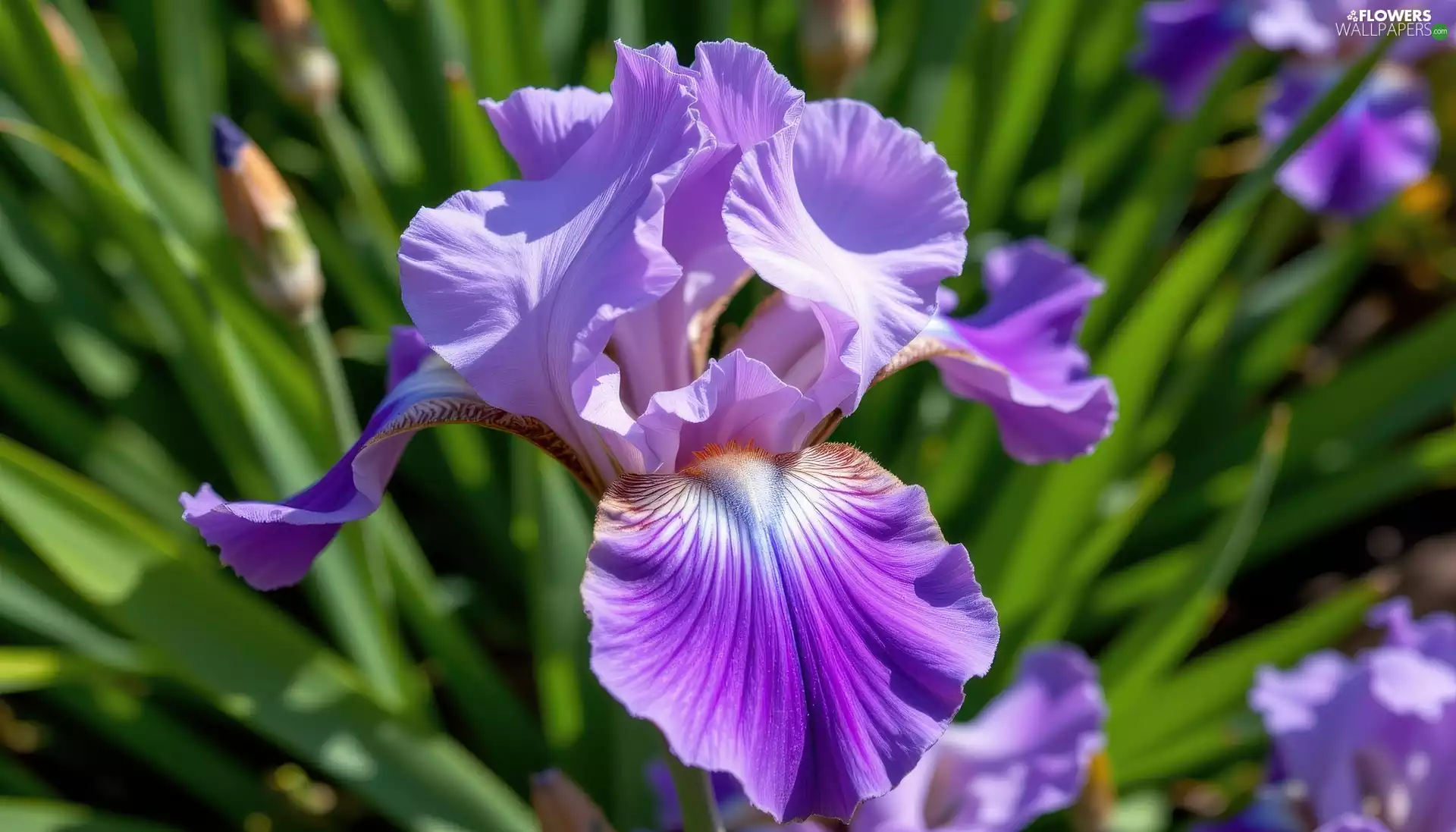 iris, Colourfull Flowers, Leaf, Violet