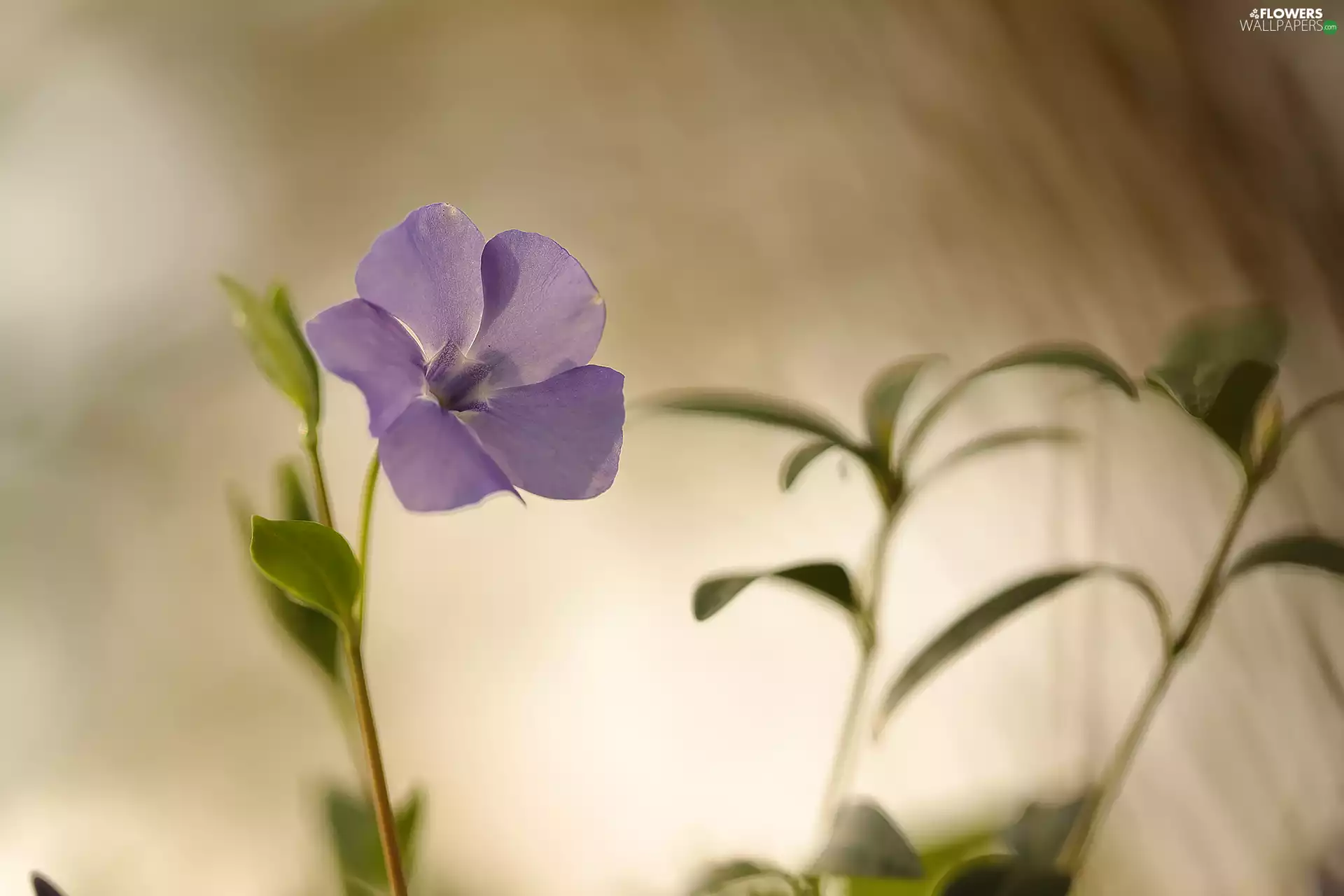 myrtle, Colourfull Flowers, rapprochement, Violet