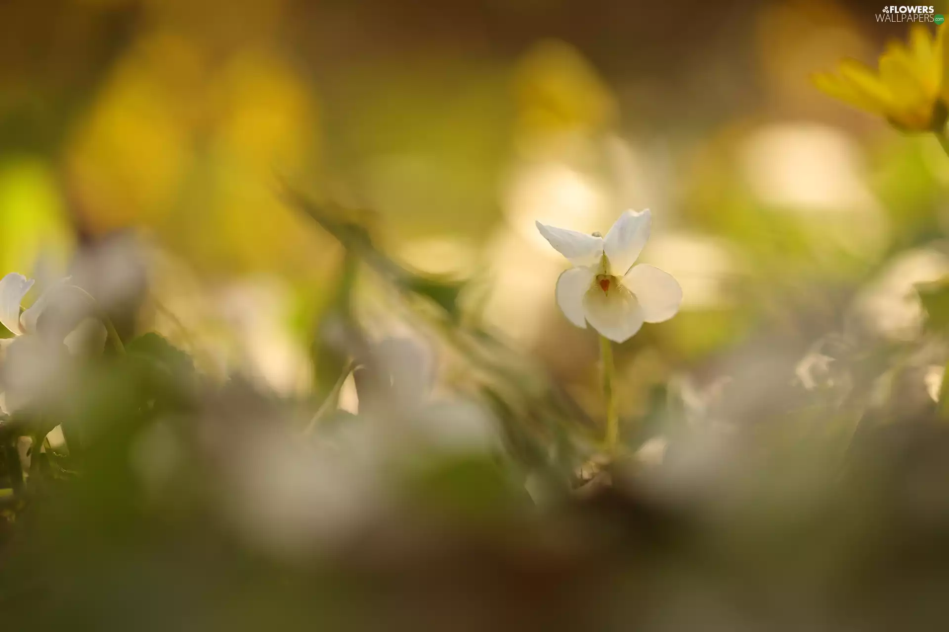 White, Colourfull Flowers, rapprochement, violet