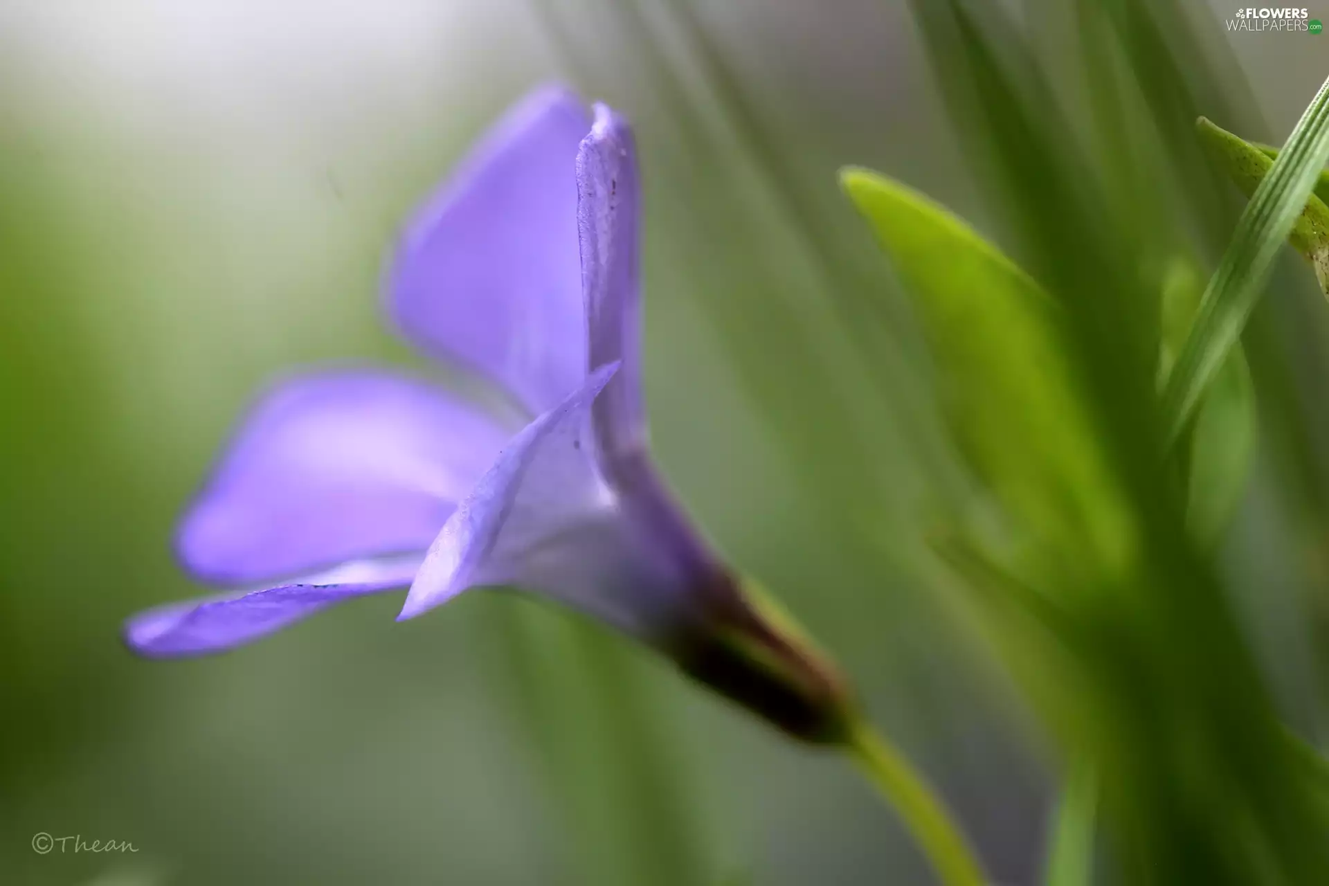 myrtle, Colourfull Flowers, Spring, Violet
