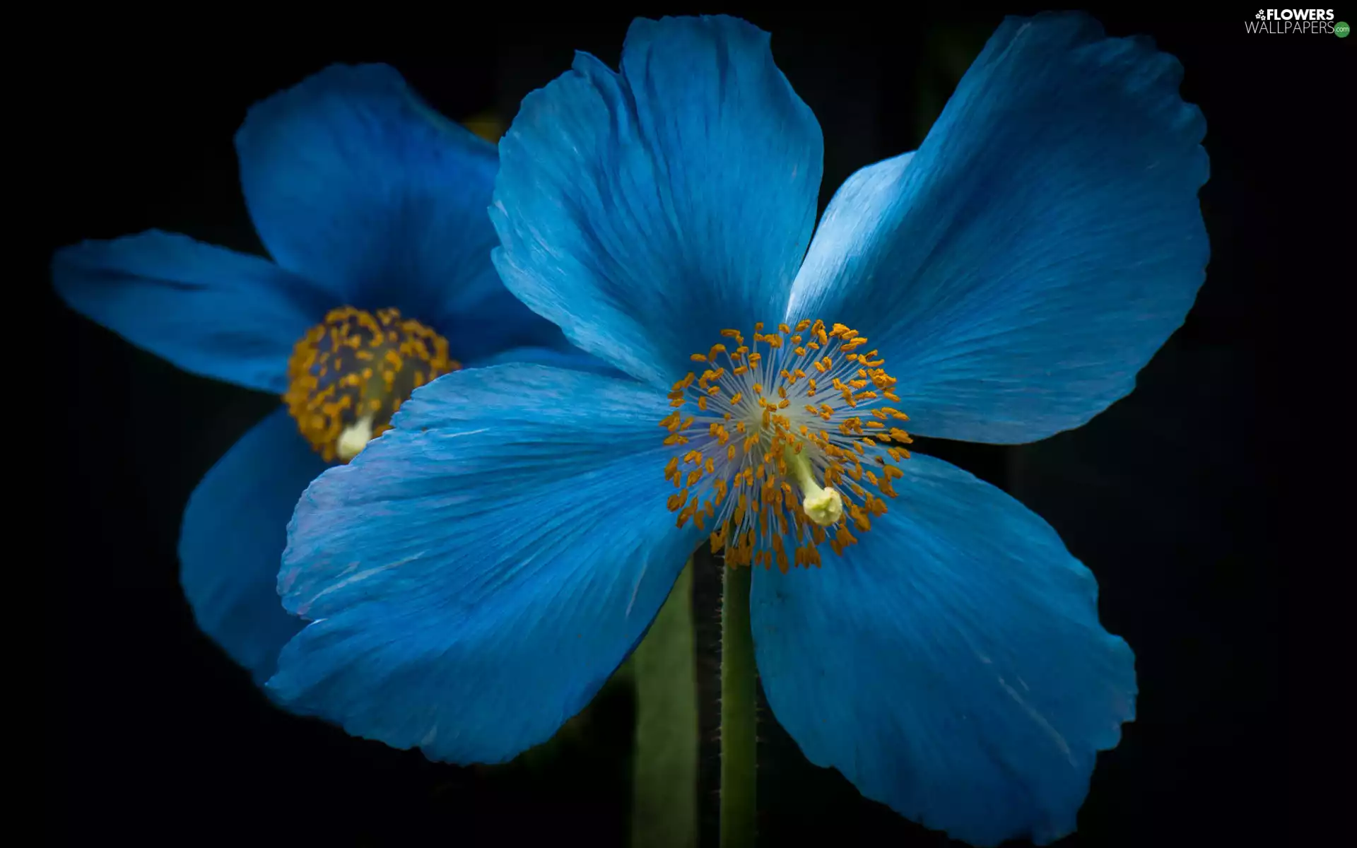 blue, Colourfull Flowers, red weed
