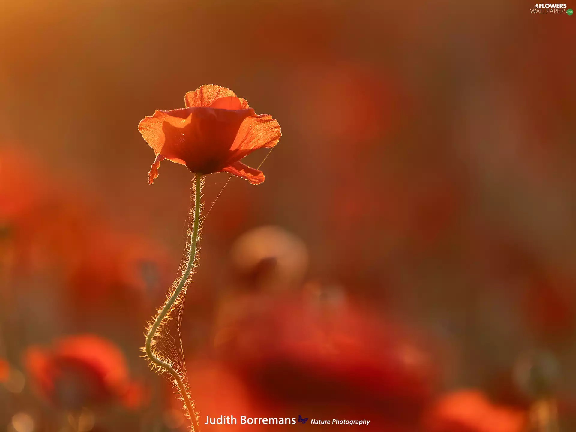 blur, Colourfull Flowers, red weed