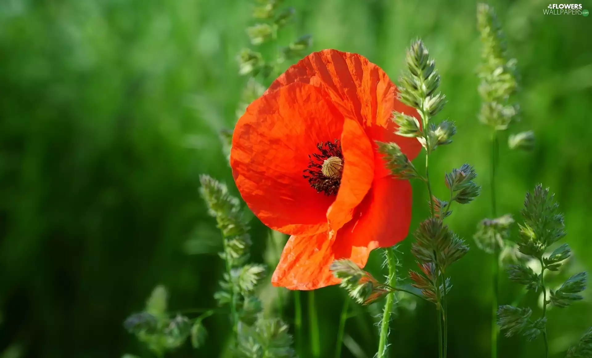 grass, Colourfull Flowers, red weed
