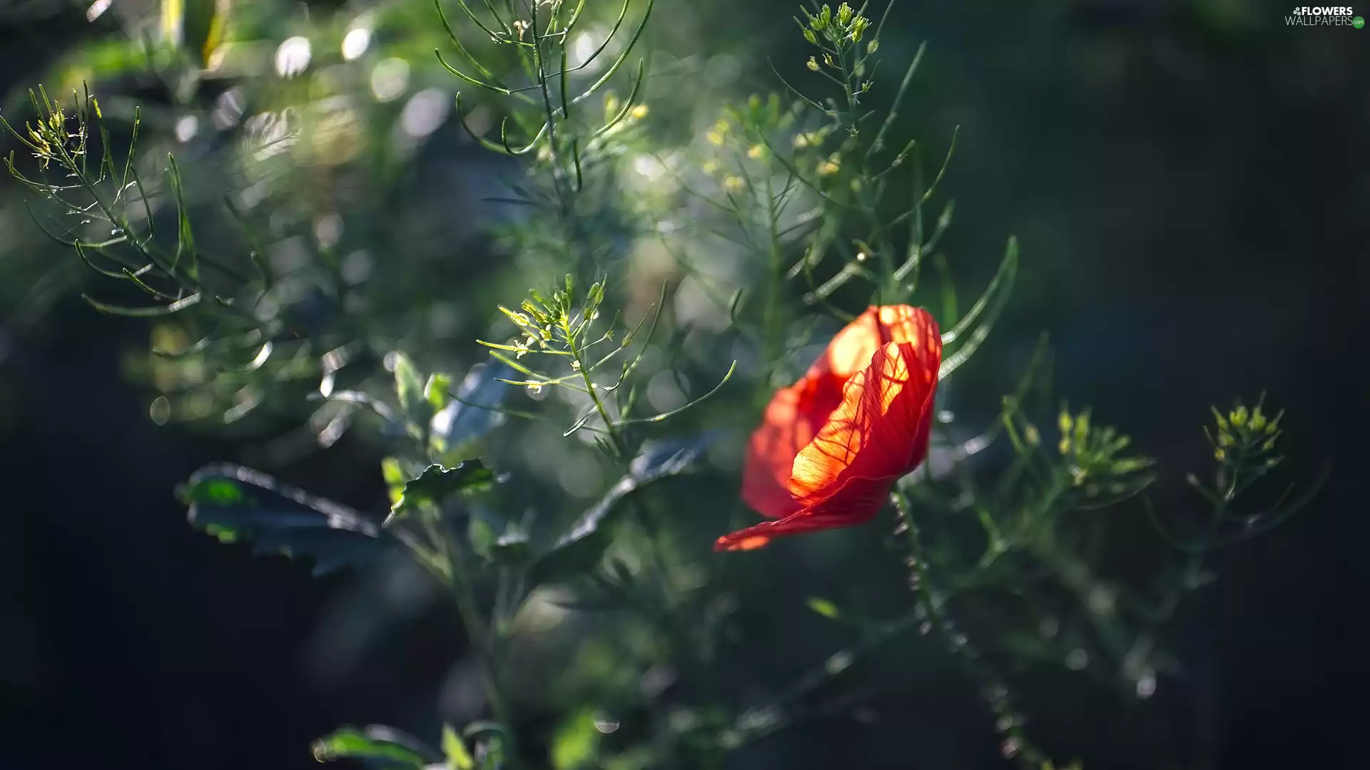 Plants, Colourfull Flowers, red weed