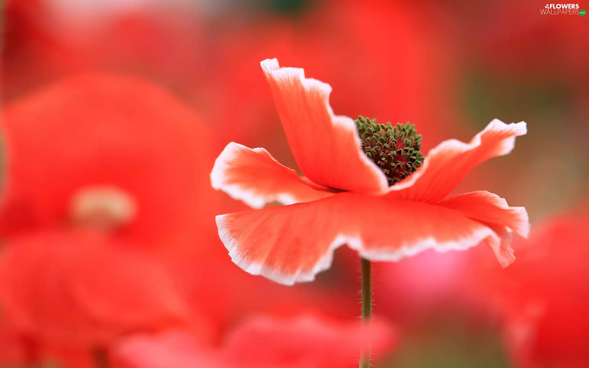Red, Colourfull Flowers, red weed
