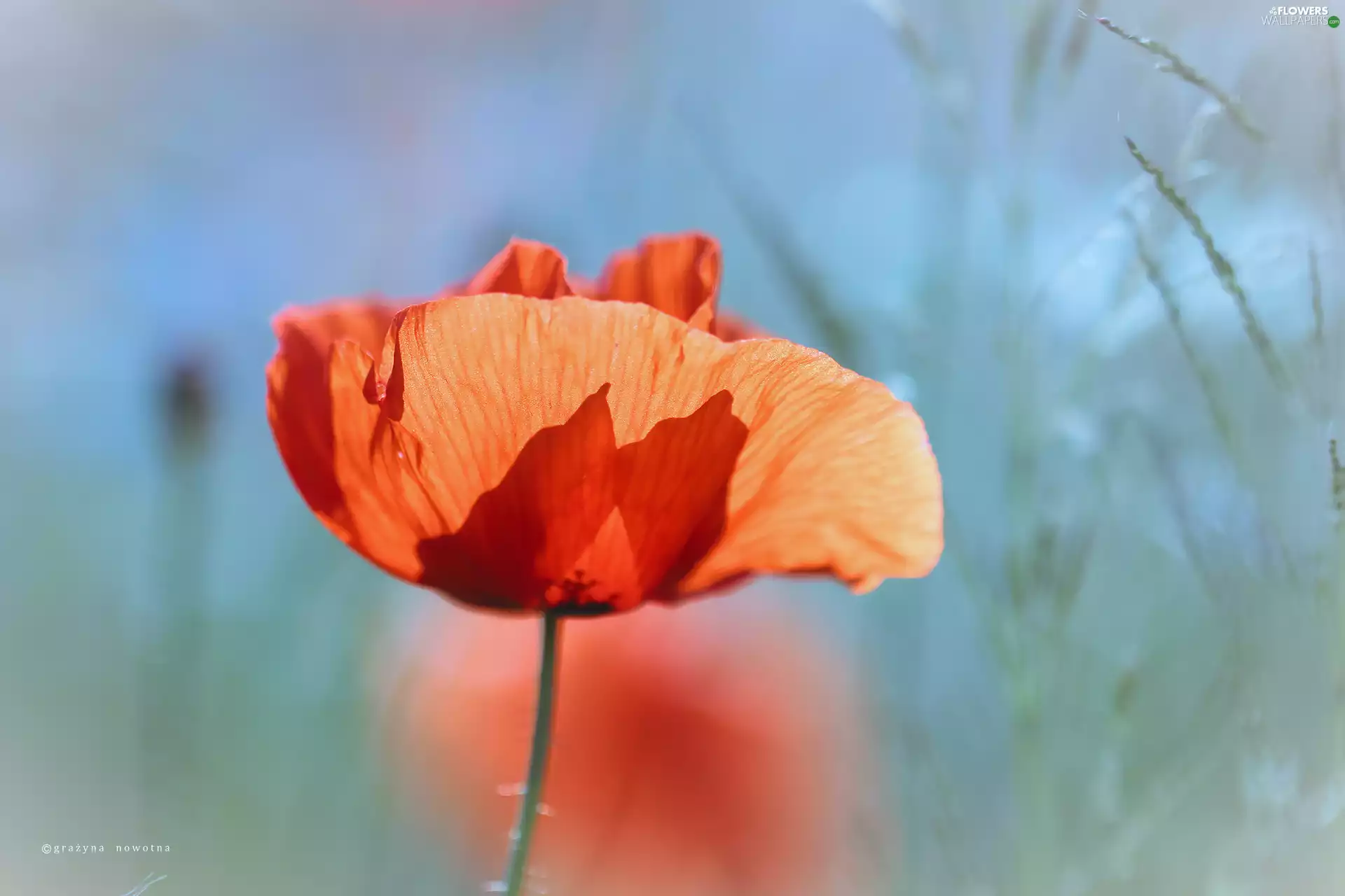 Red, Colourfull Flowers, red weed