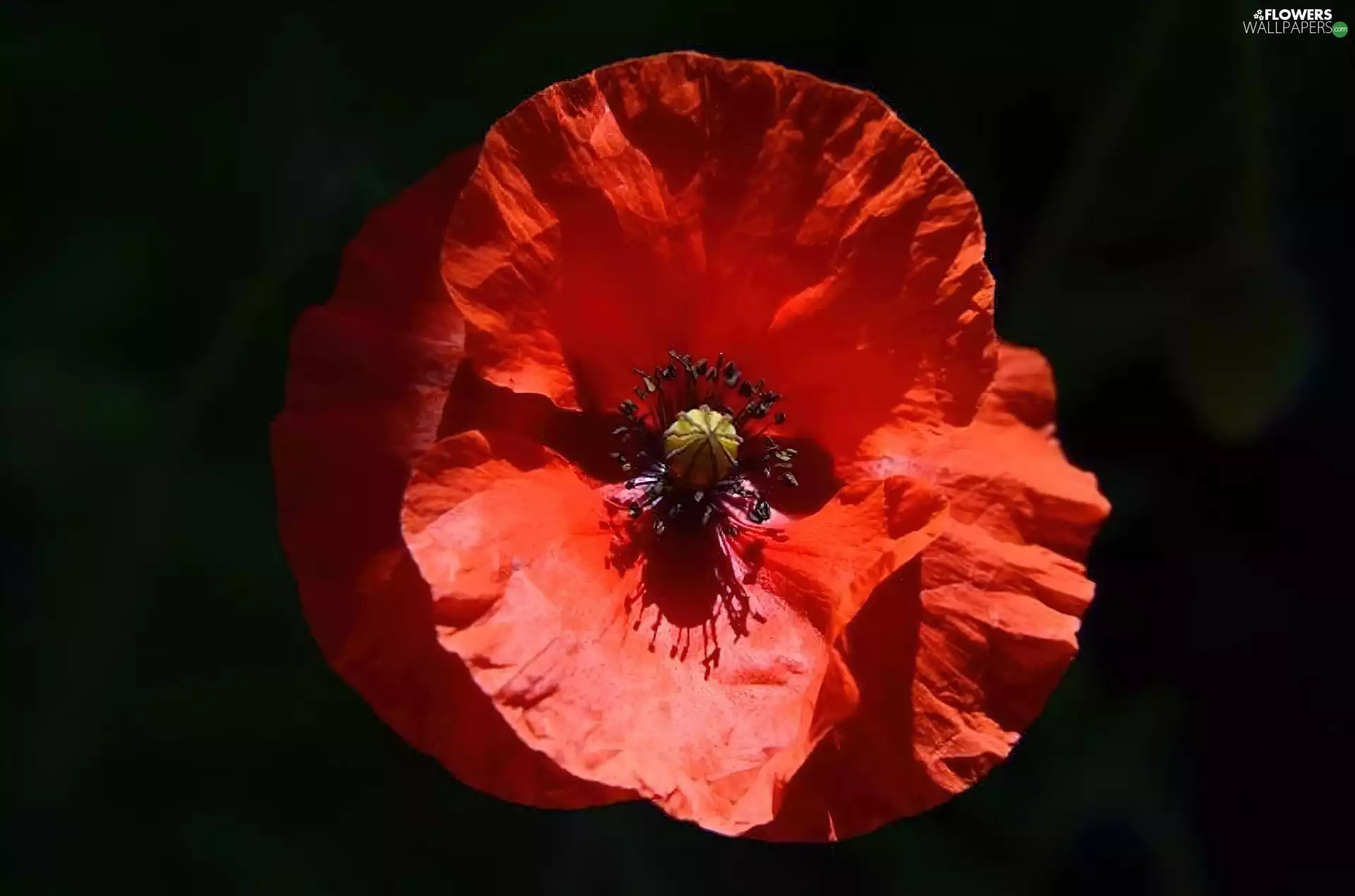 Red, Colourfull Flowers, red weed