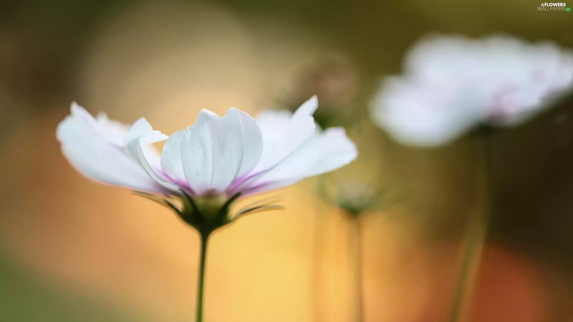 Cosmos, Colourfull Flowers, blur, White