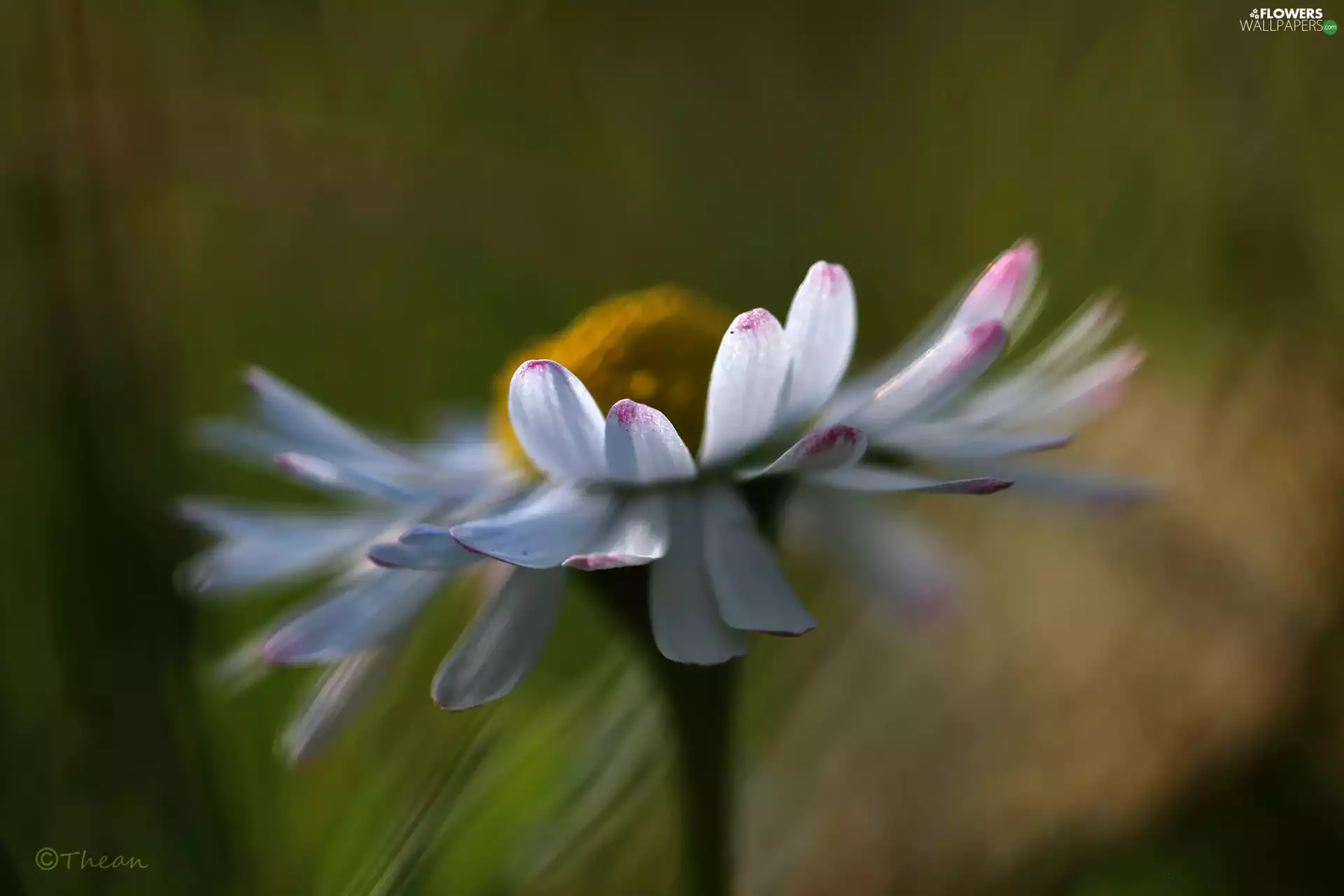 daisy, Colourfull Flowers, flakes, White