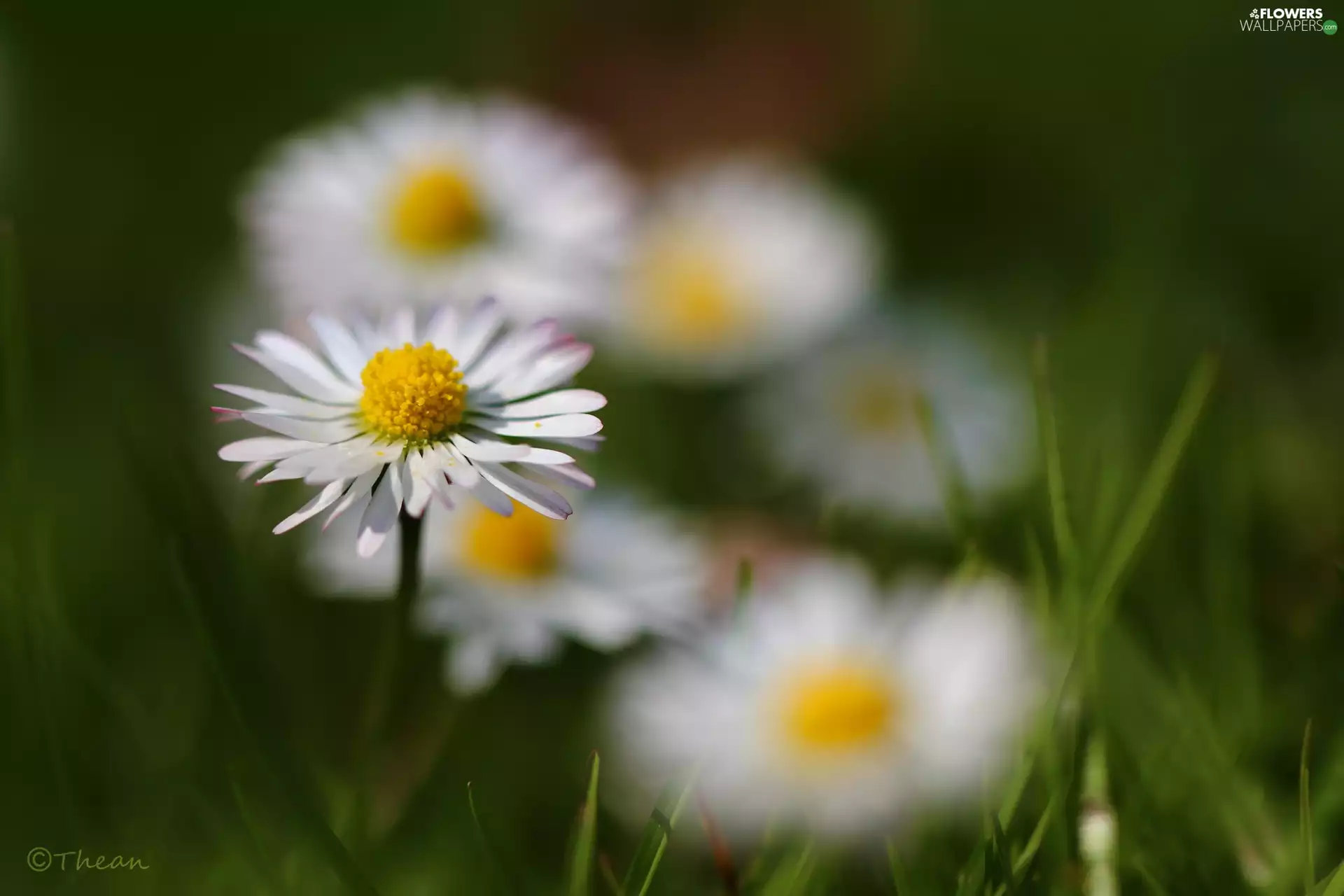 daisy, Colourfull Flowers, flakes, White