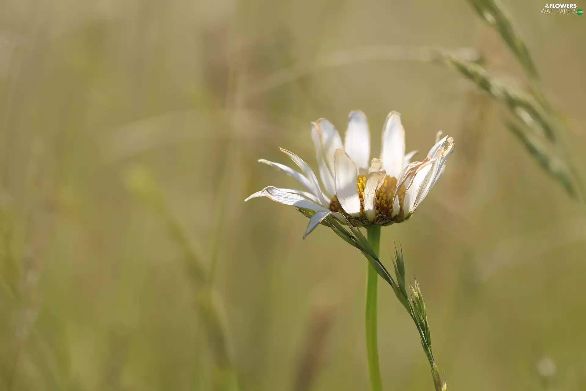 Daisy, Colourfull Flowers, grass, White