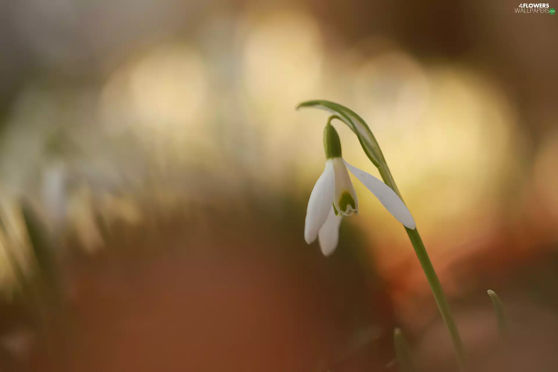 Snowdrop, Colourfull Flowers, leaning, White