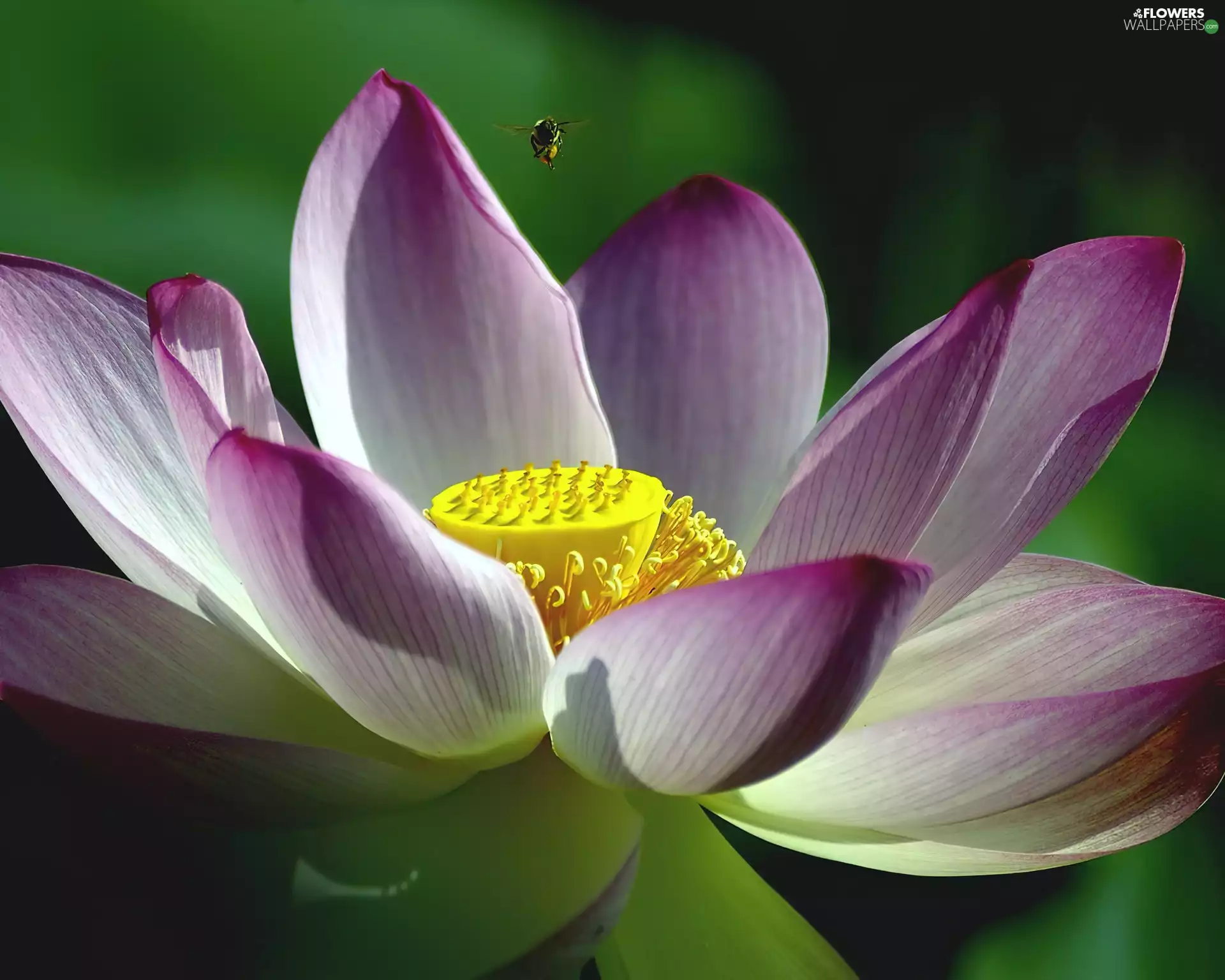 purple, Colourfull Flowers, lotus, White