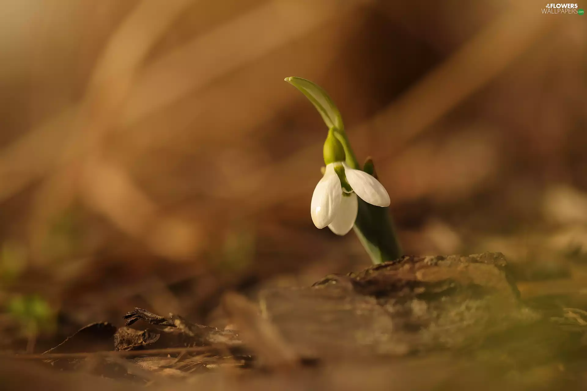 Snowdrop, Colourfull Flowers, rapprochement, White