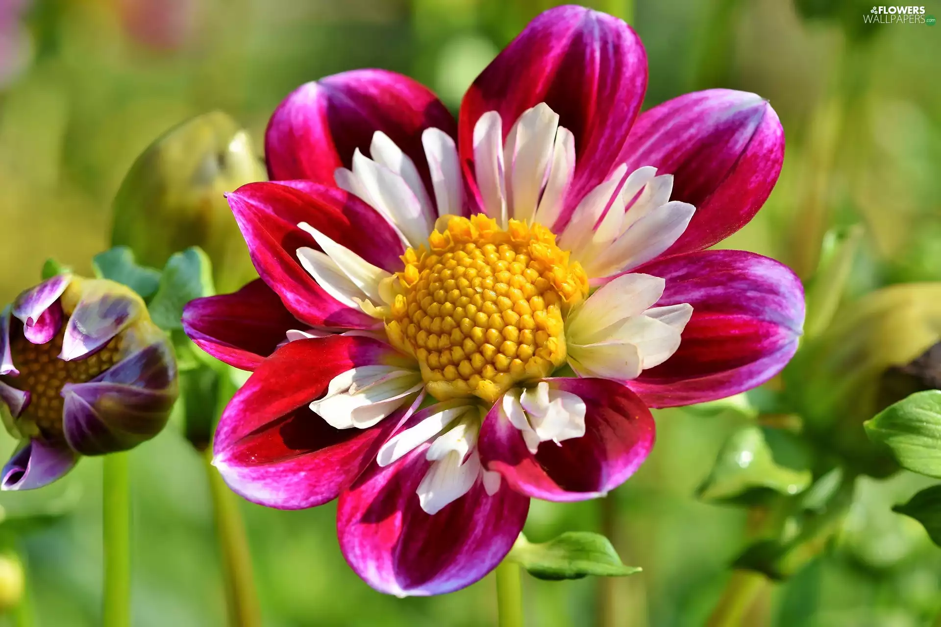 Dalia, Colourfull Flowers, Red-White