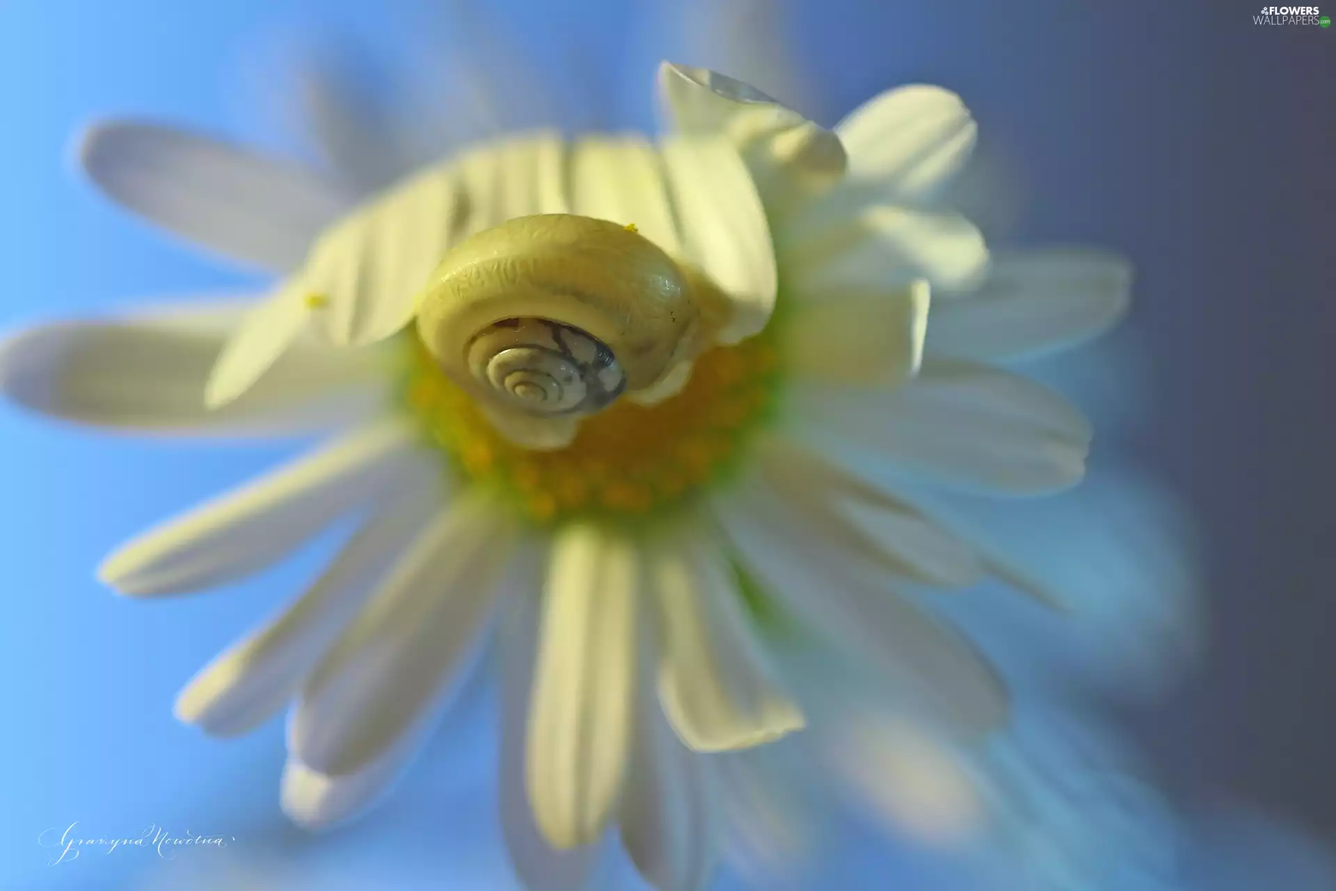 Daisy, Colourfull Flowers, snail, White