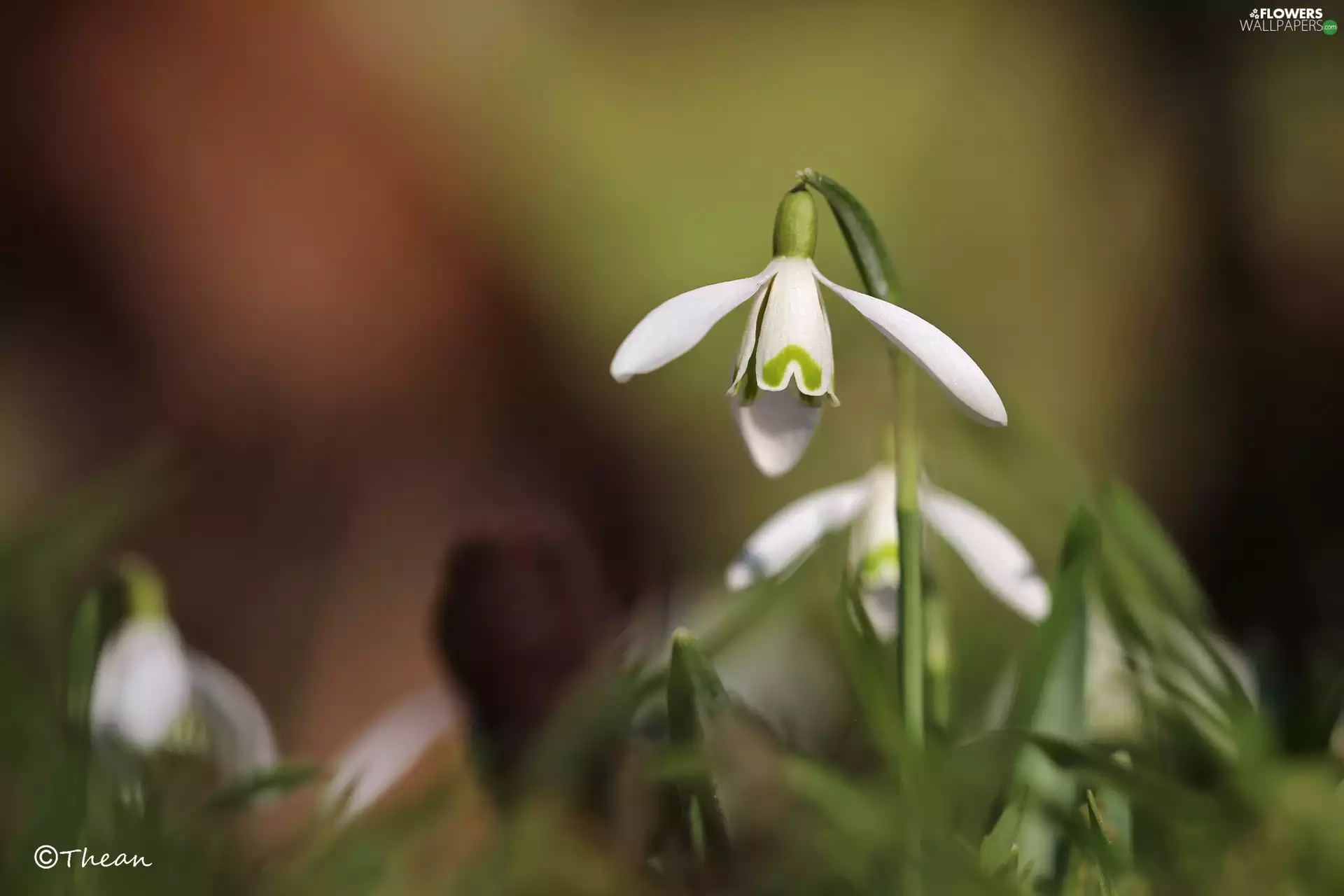 Snowdrop, Colourfull Flowers, Spring, White