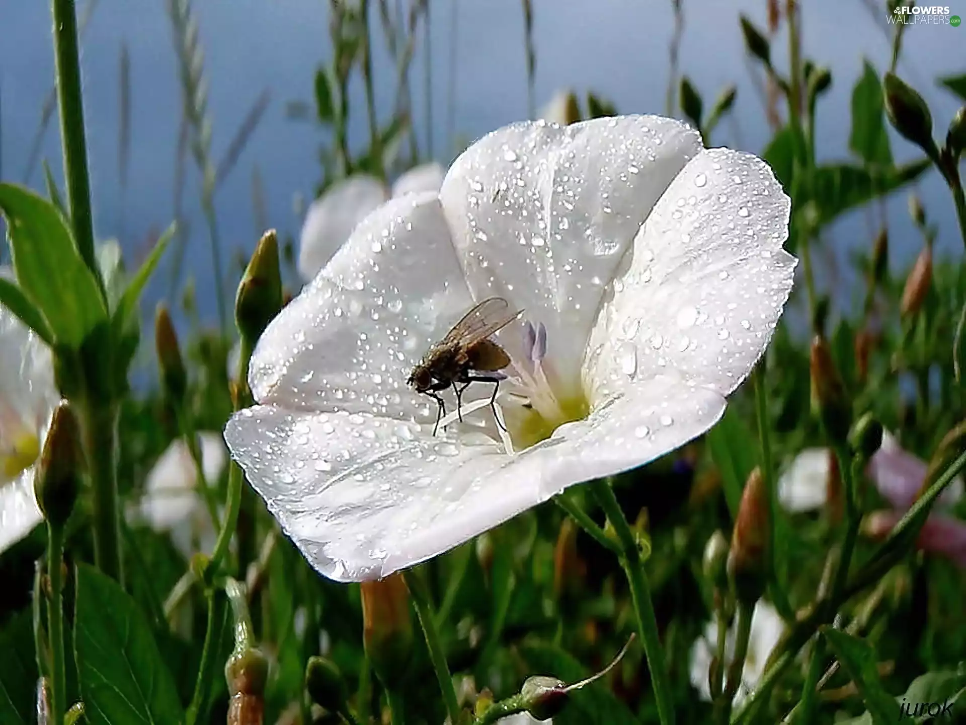 Meadow, Colourfull Flowers, Wilec, White