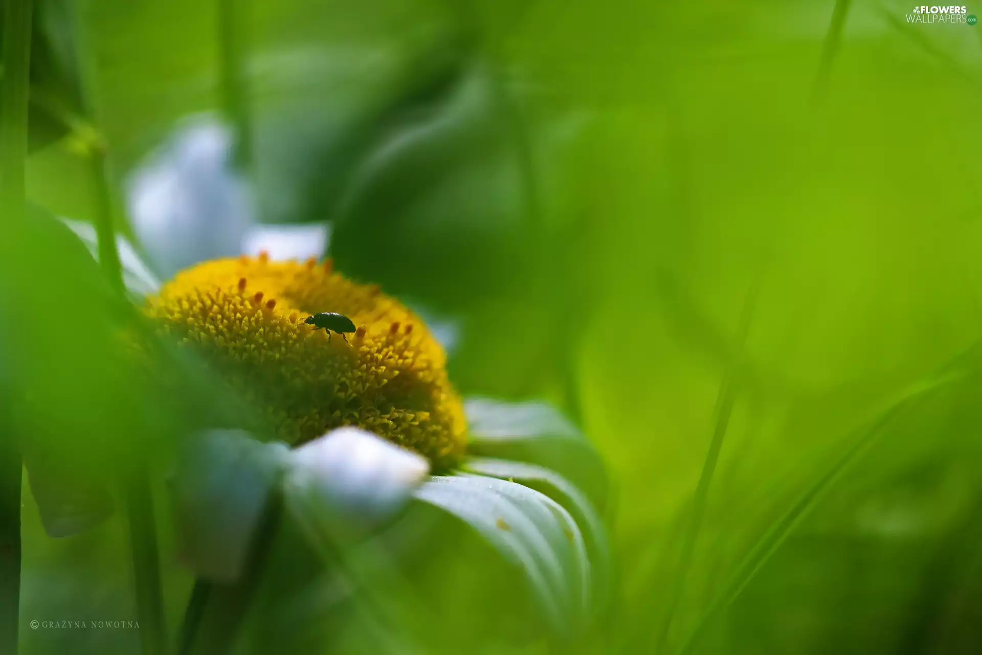 Daisy, Colourfull Flowers, worm, White