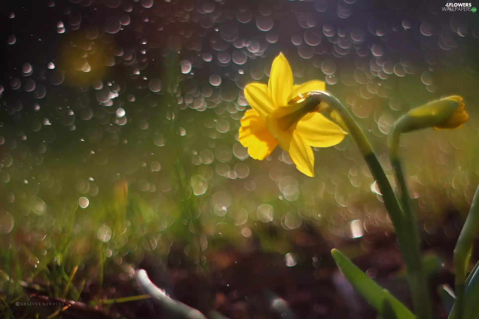 jonquil, Colourfull Flowers, Bokeh, Yellow