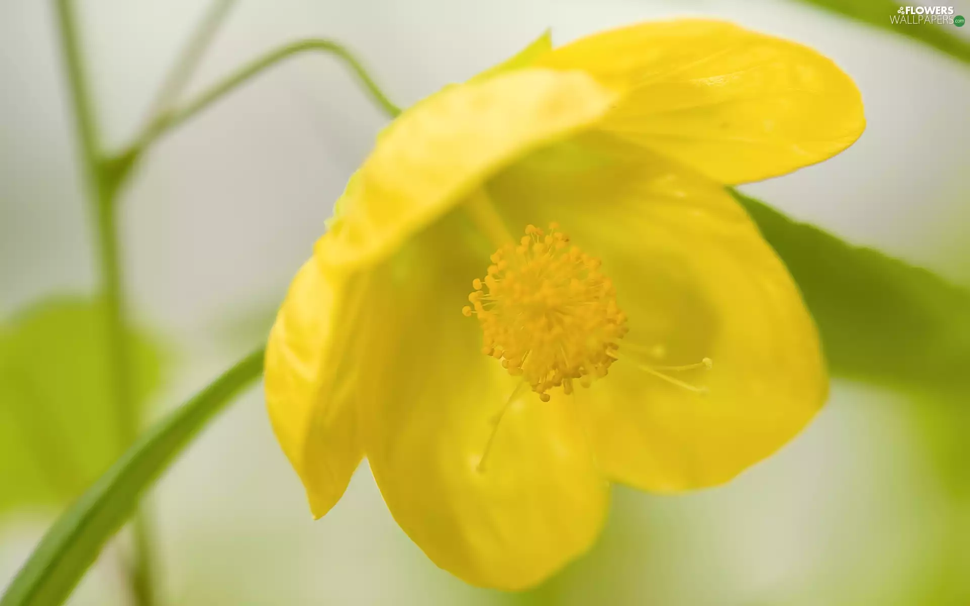 anemone, Colourfull Flowers, field, Yellow