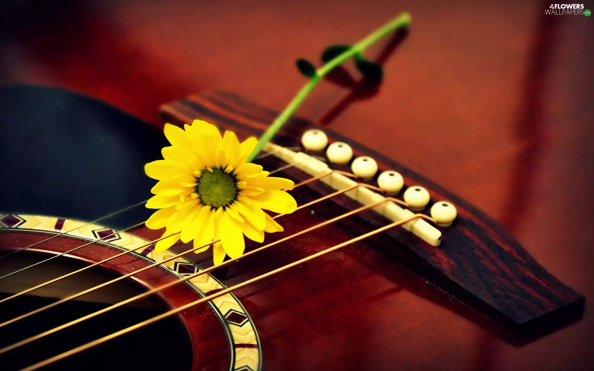Guitar, Colourfull Flowers, Gerbera, Yellow