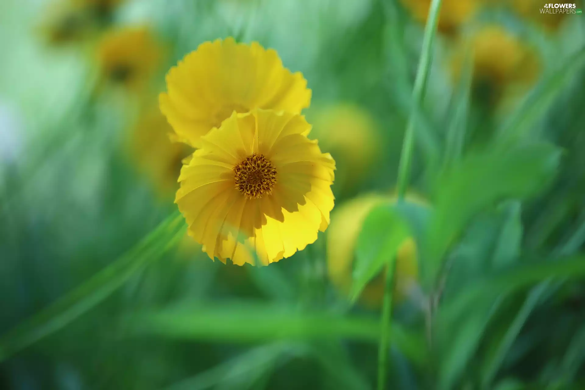 Coreopsis, Colourfull Flowers, rapprochement, Yellow