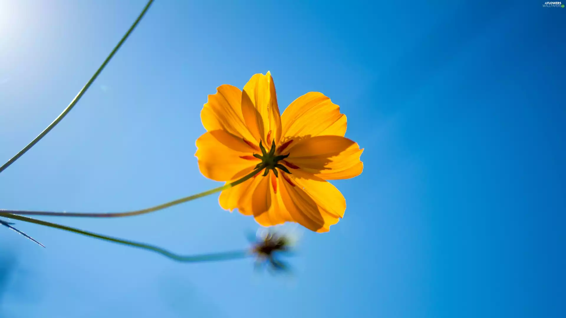 Cosmos, Colourfull Flowers, Sky, Yellow