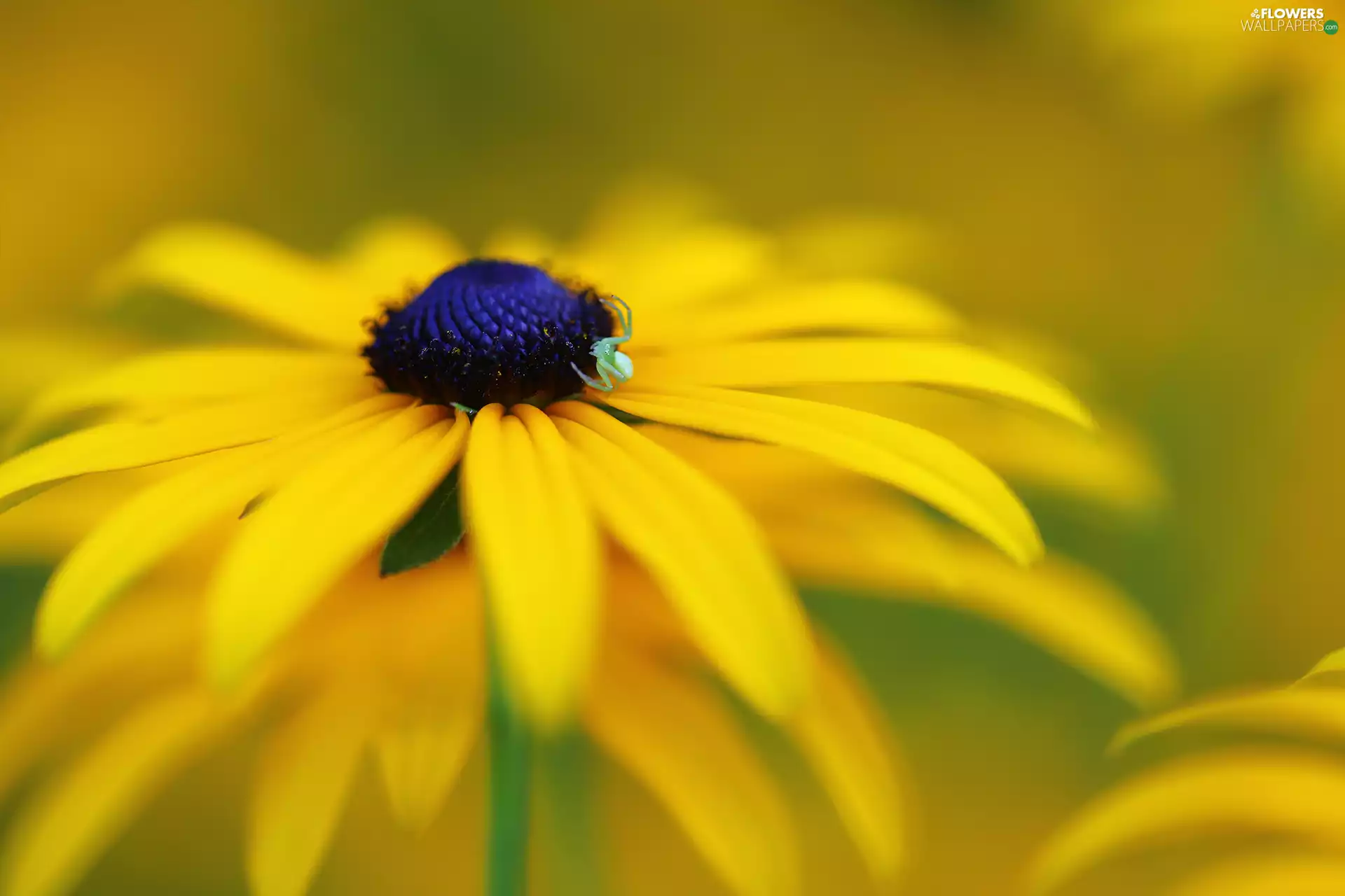 Rudbeckia, Colourfull Flowers, Spider, Yellow