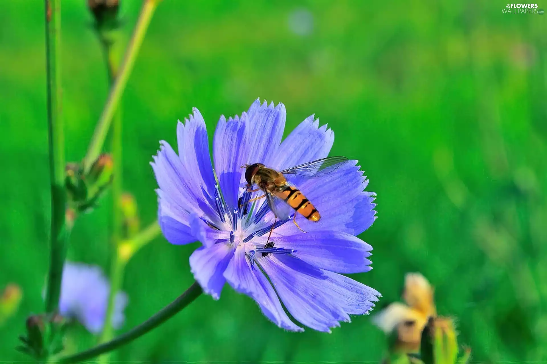 Colourfull Flowers, fly