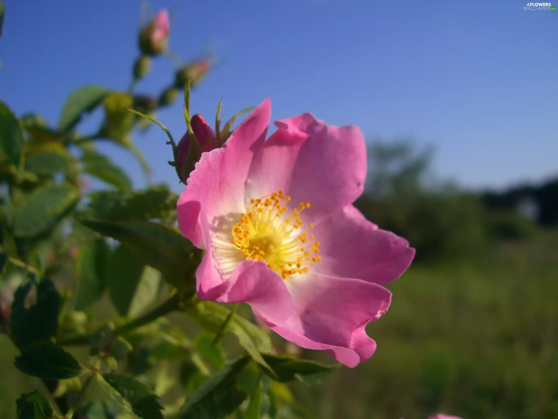 Colourfull Flowers, Pink, Sky, Buds, leaves, French, rose, flakes