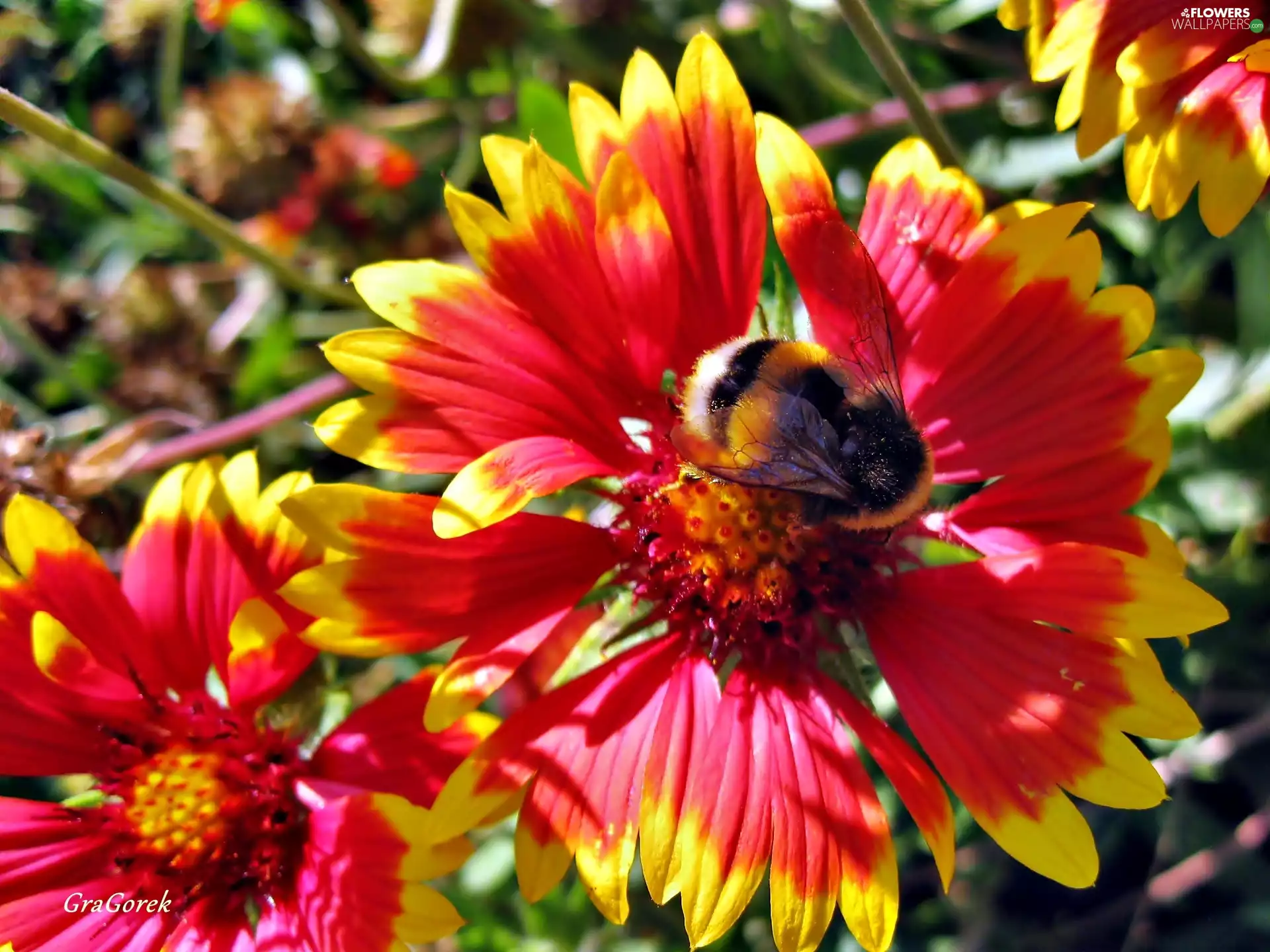 Insect, summer, Bristlecone, Colourfull Flowers, Gaillardia