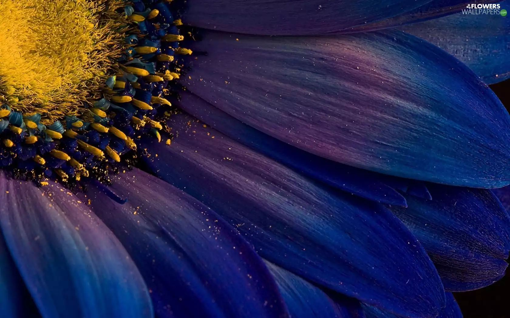 Colourfull Flowers, Gerbera