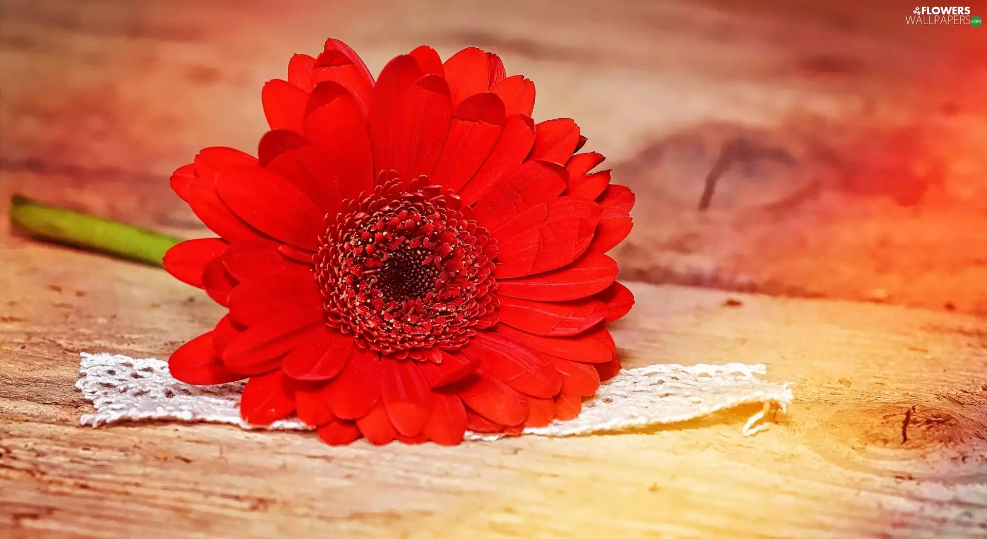Colourfull Flowers, Gerbera