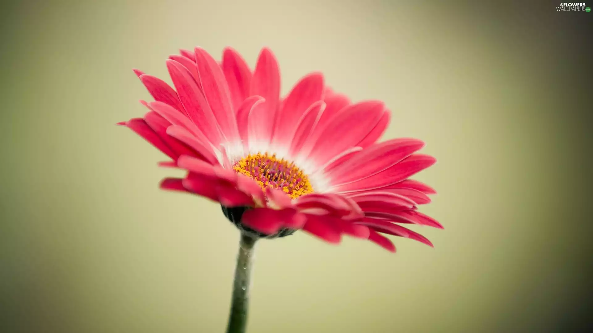 Colourfull Flowers, Gerbera