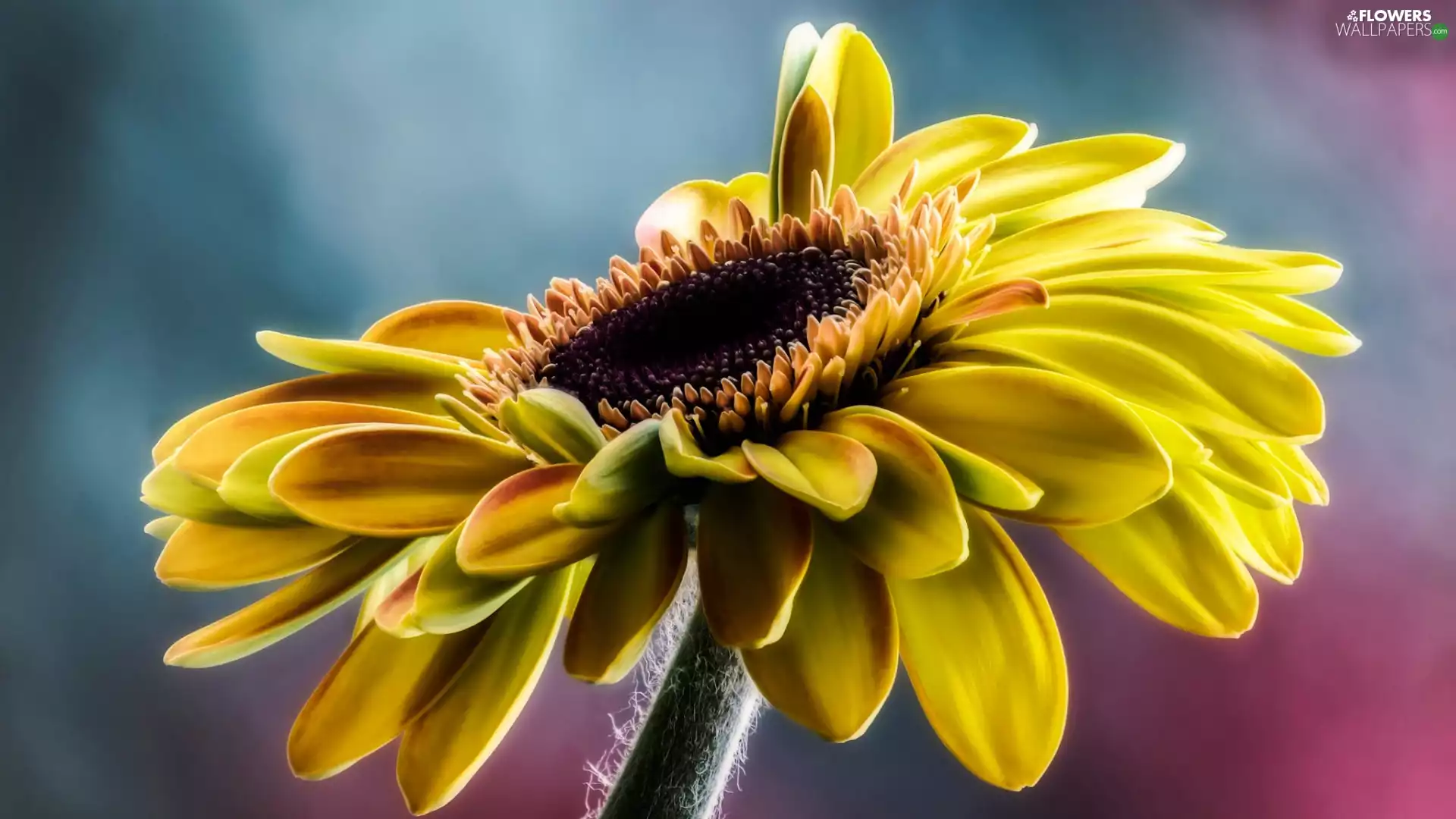 Colourfull Flowers, Gerbera