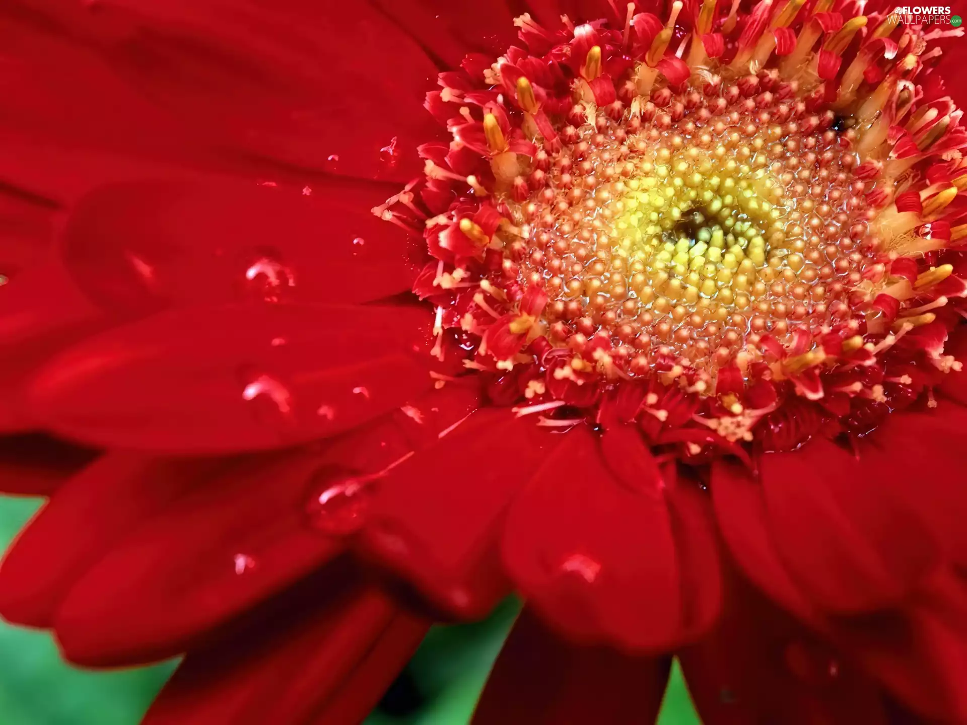 Colourfull Flowers, Gerbera