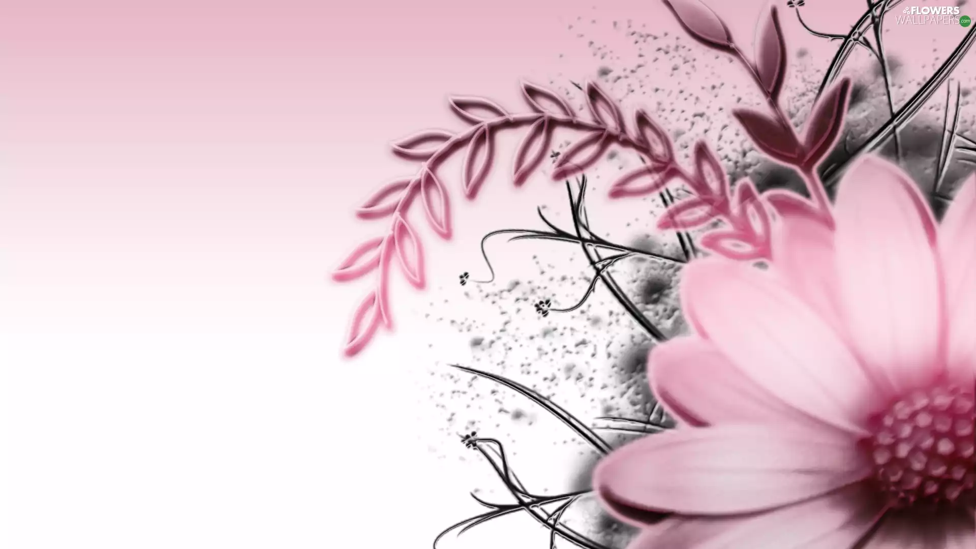 Gerbera, Pink, Colourfull Flowers